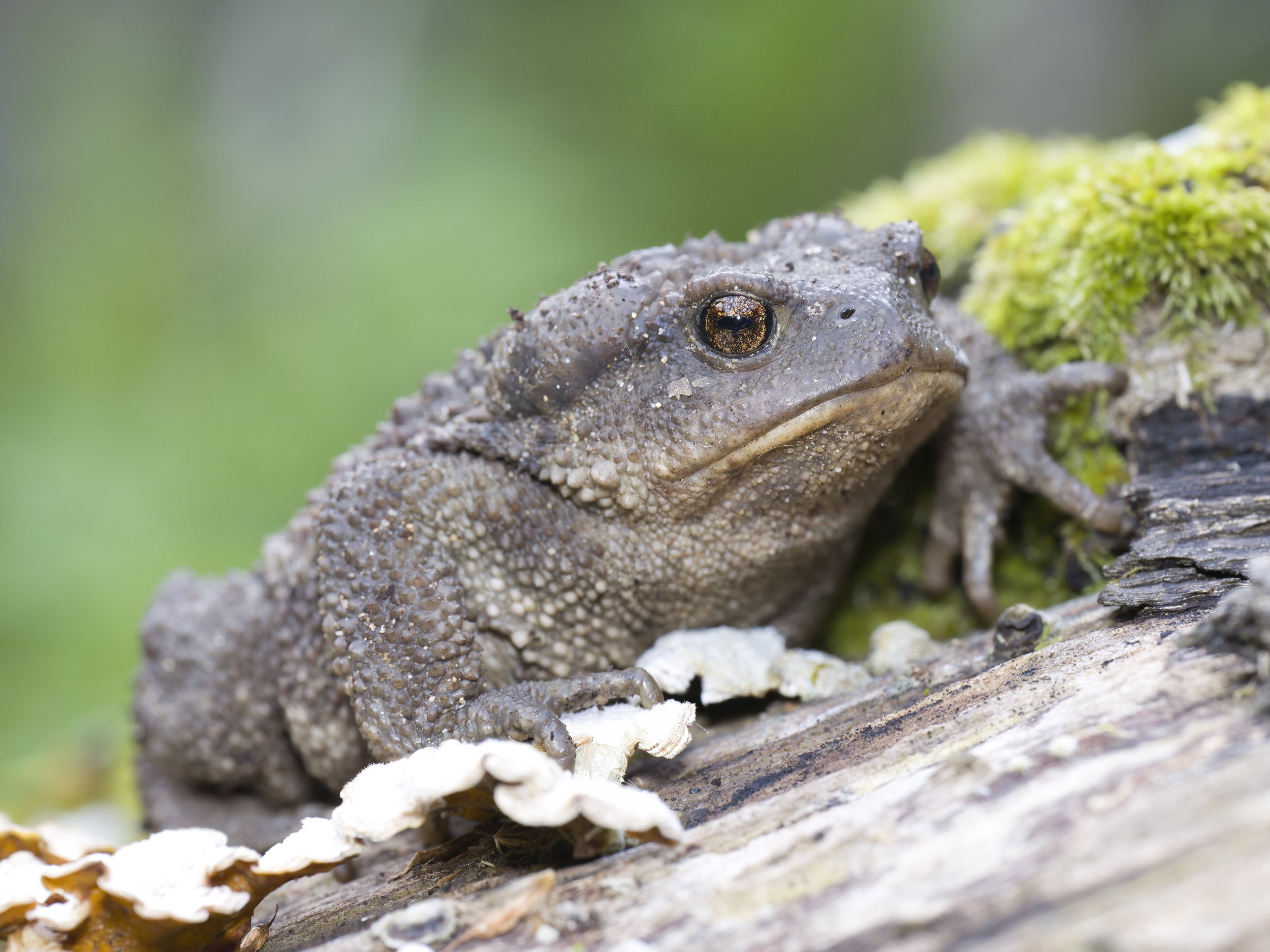Toads Lebanon