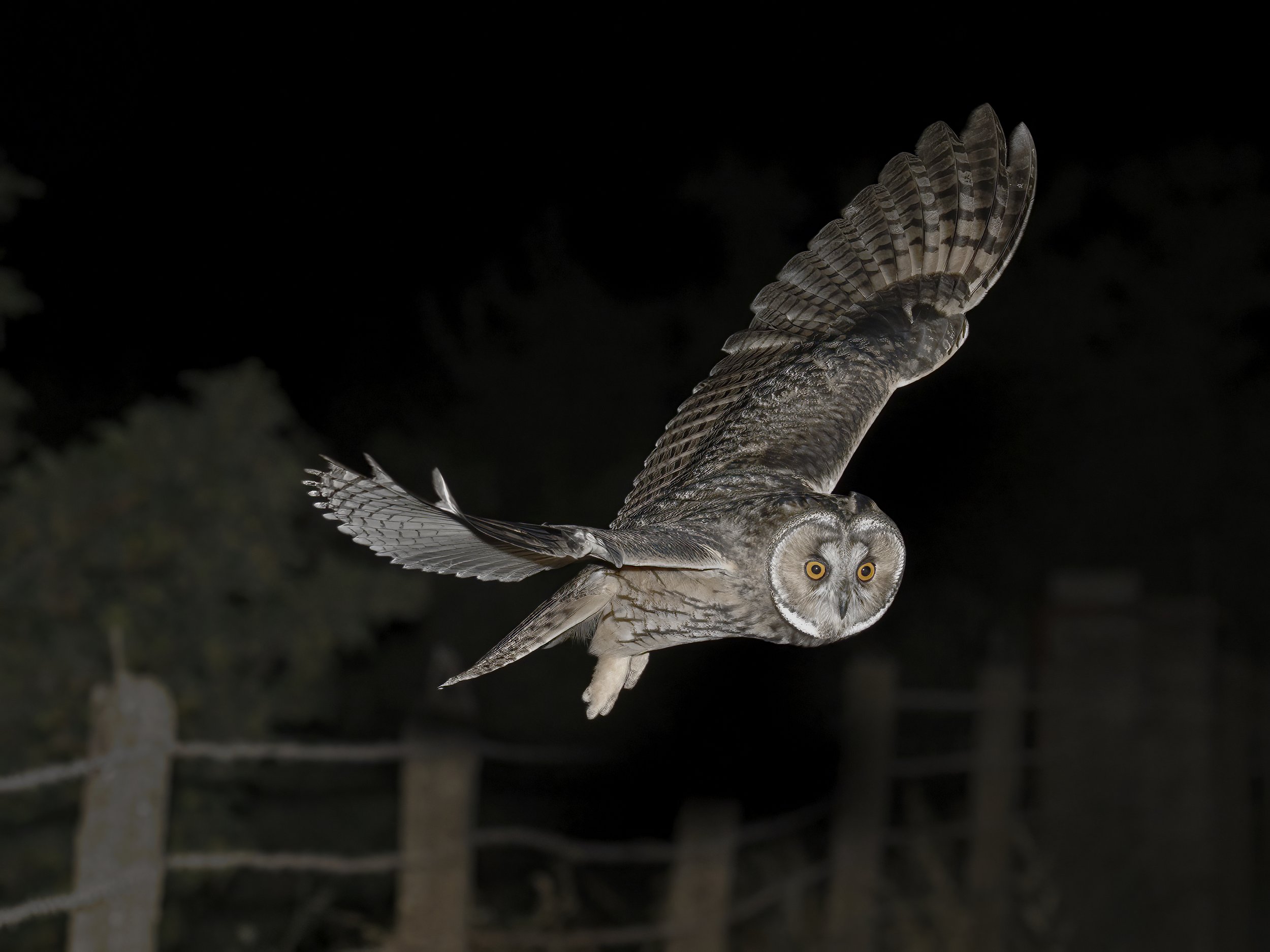 Owls Lebanon