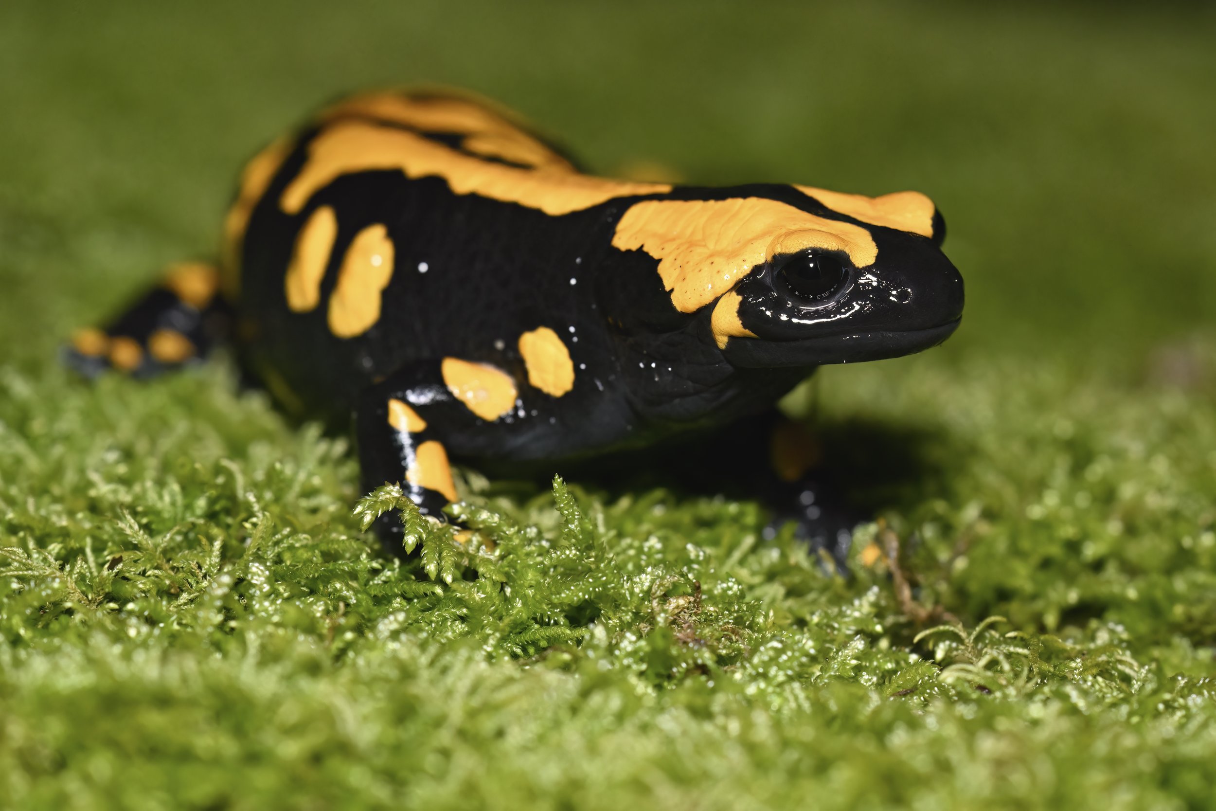 Near Eastern Fire Salamander Naher Ibrahim