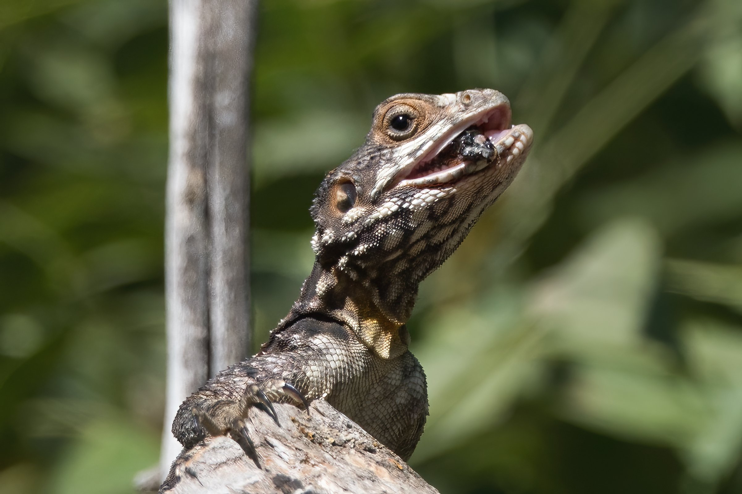 Lizard eating