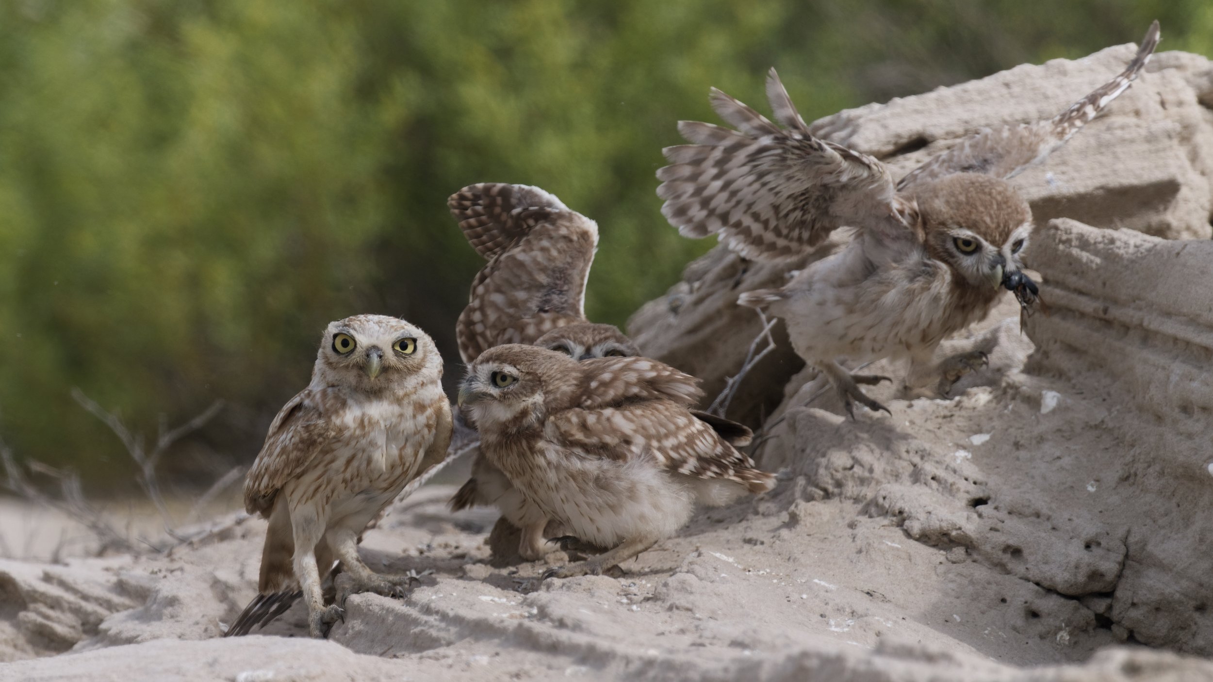_Z094171 Little Owl.jpeg