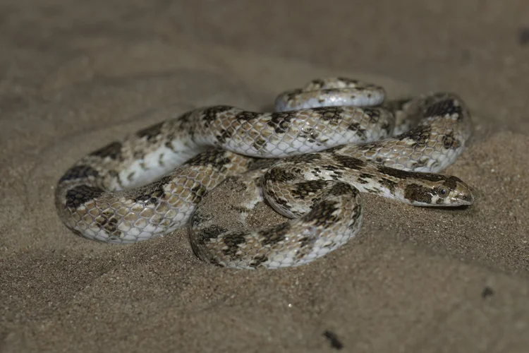 Crowned Leaf-nosed Snake