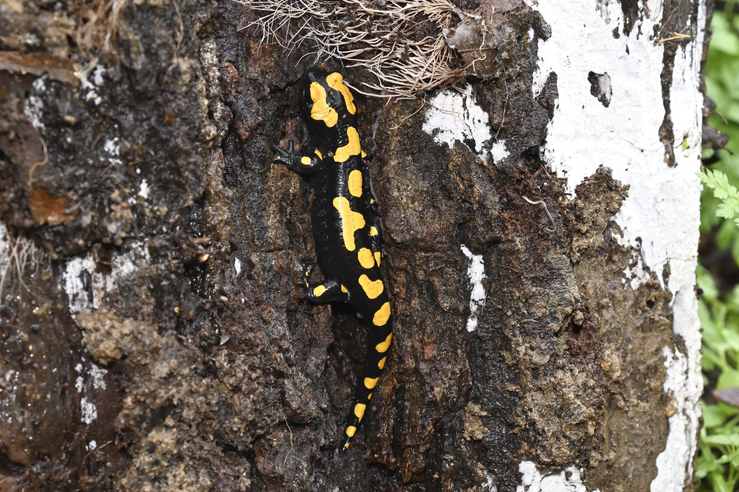 Near Eastern Fire Salamander (Salamandra infraimmaculata) Lebanon