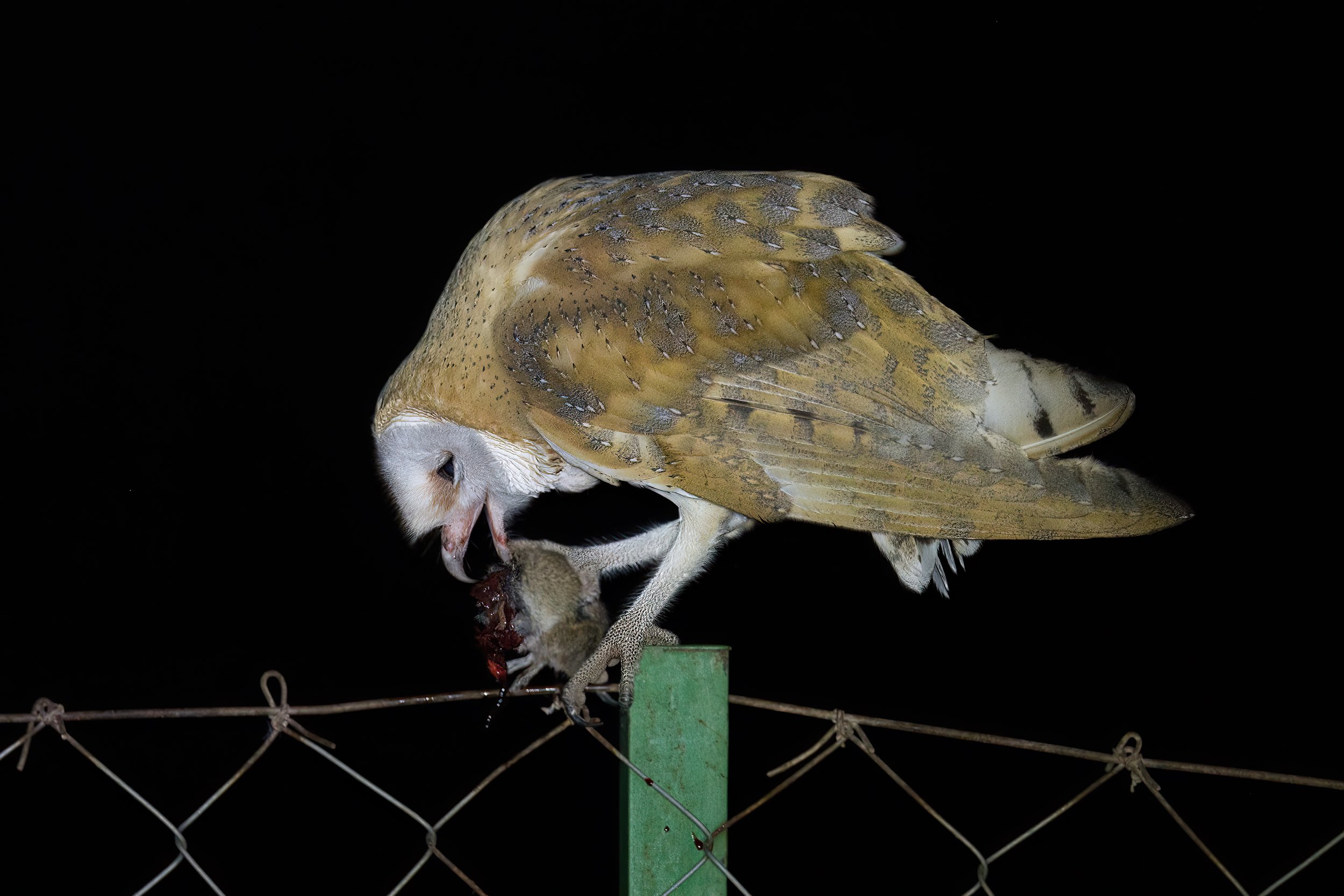 Owl eating