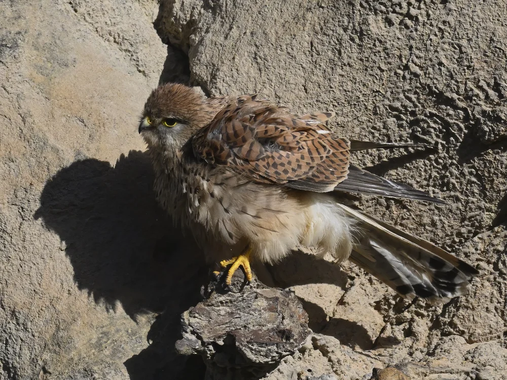 Eurasian Kestrel — best of the story
