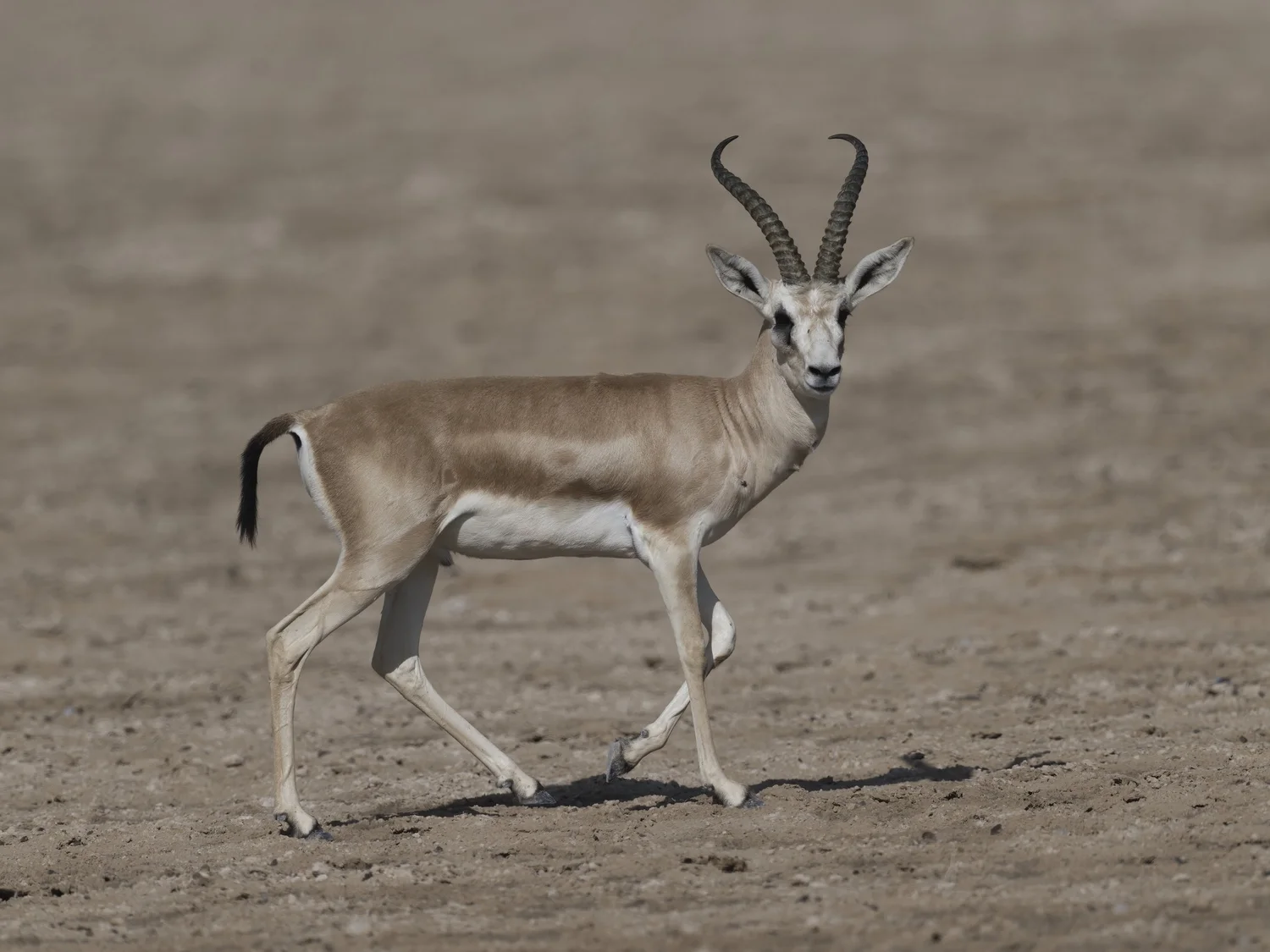 Arabian Sand Gazelle | غزال الريم العربي | Gazella marica — Wildlife ...