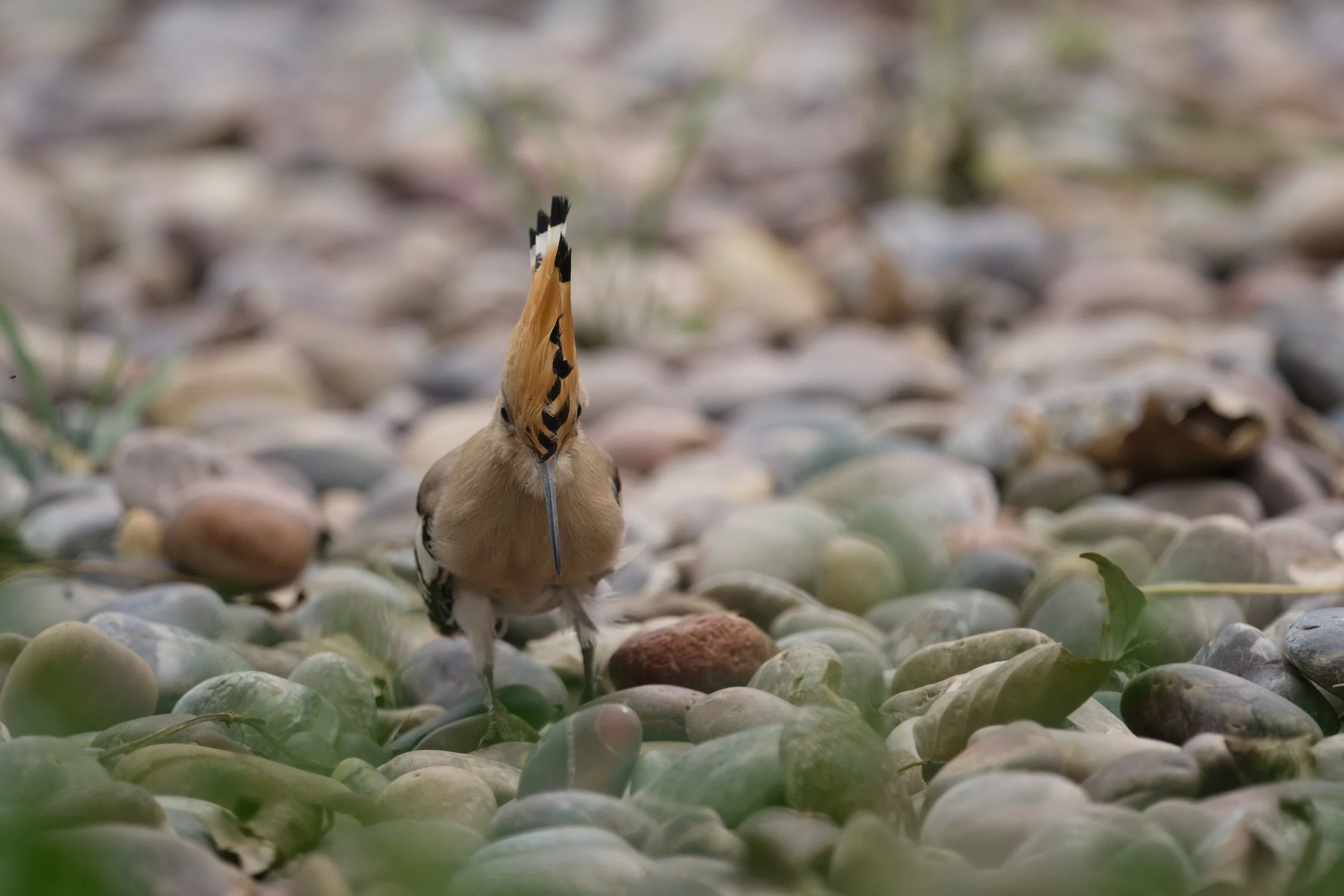 Eurasian Hoopoe (هدهد أوراسي)