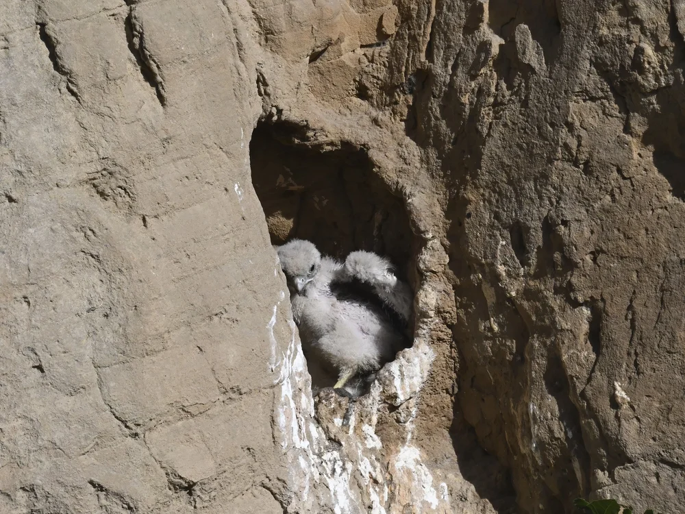 Eurasian Kestrel — Growing up