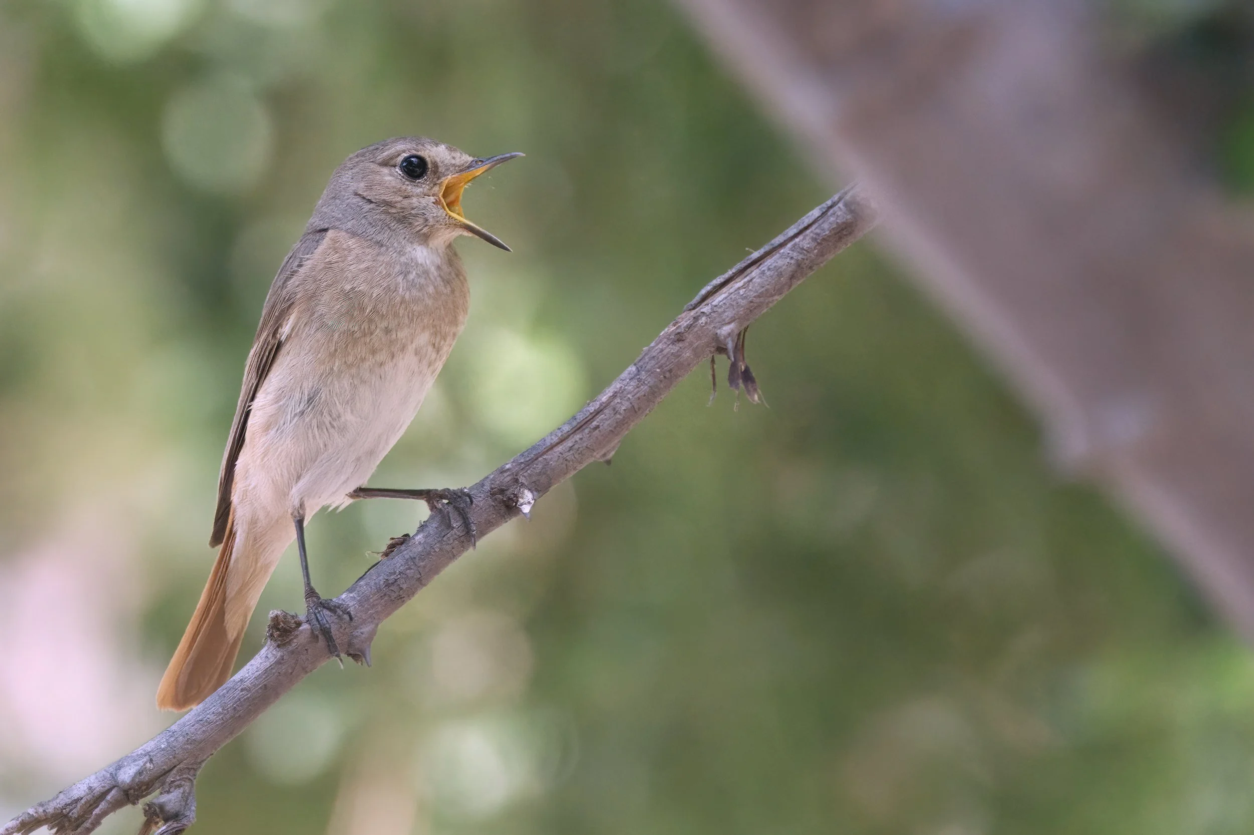 Common Redstart_Z096699.jpeg