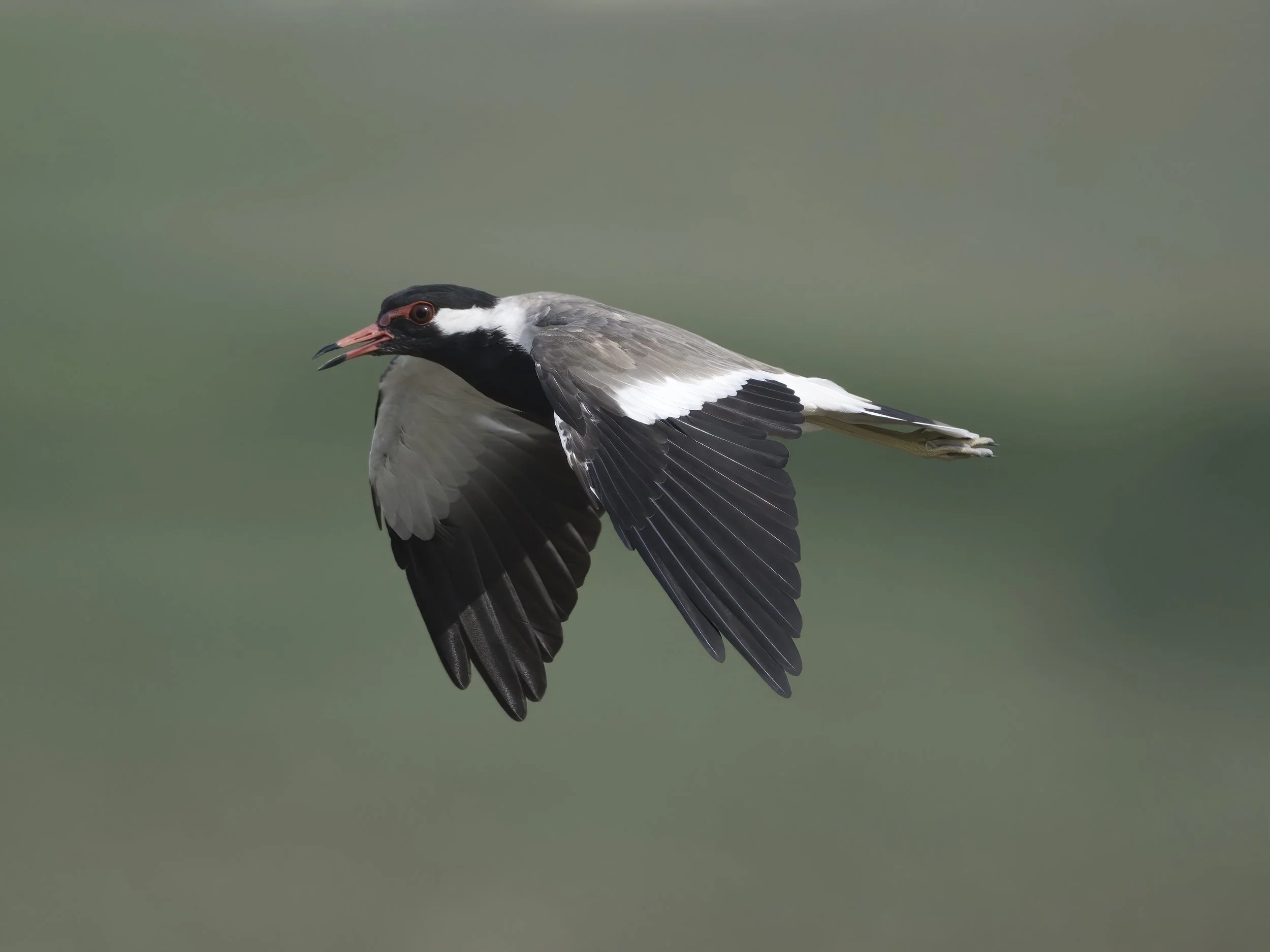 Red-wattled Lapwing (Vanellus indicus)