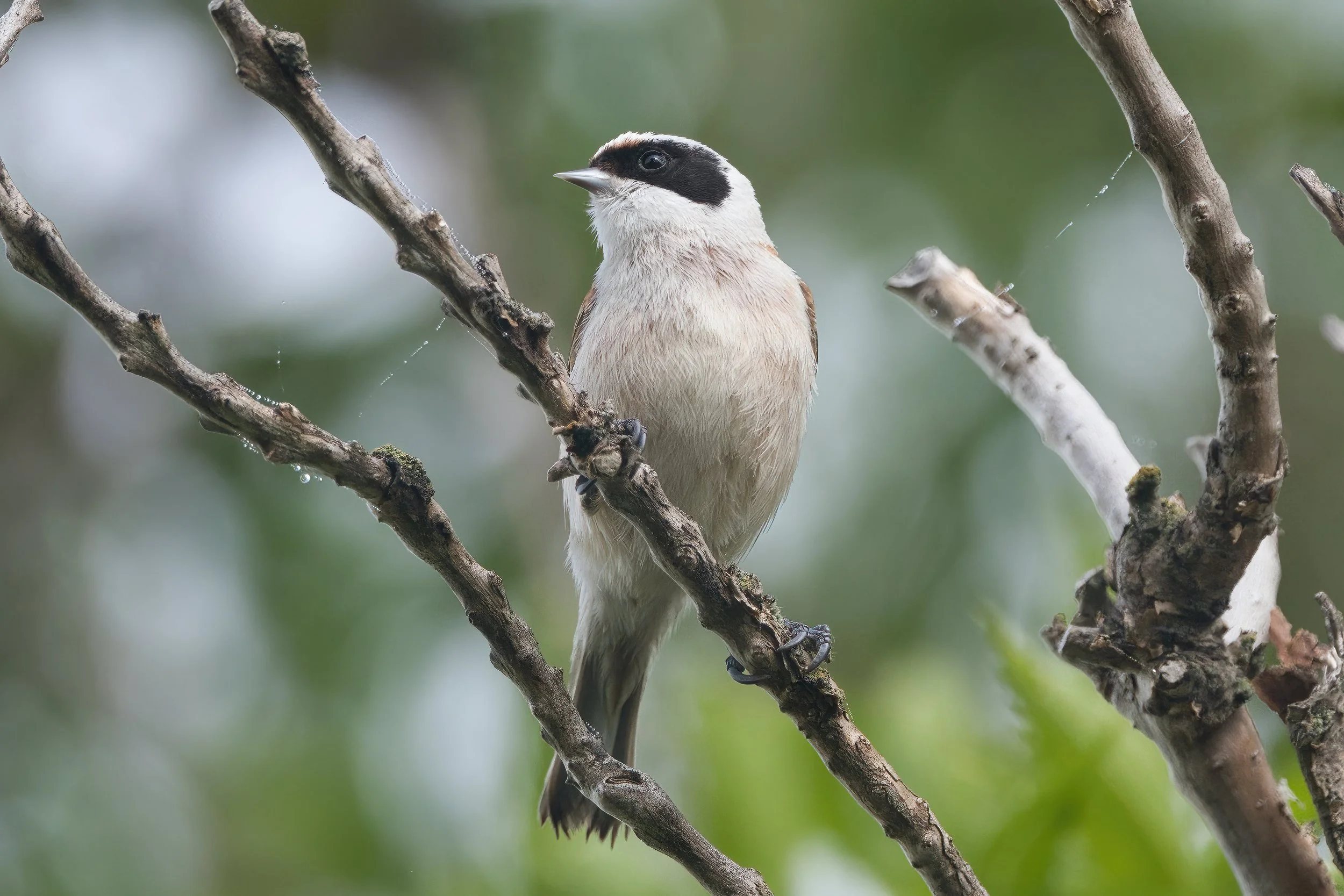 A bird perched on a tree branch with a blurred green background.