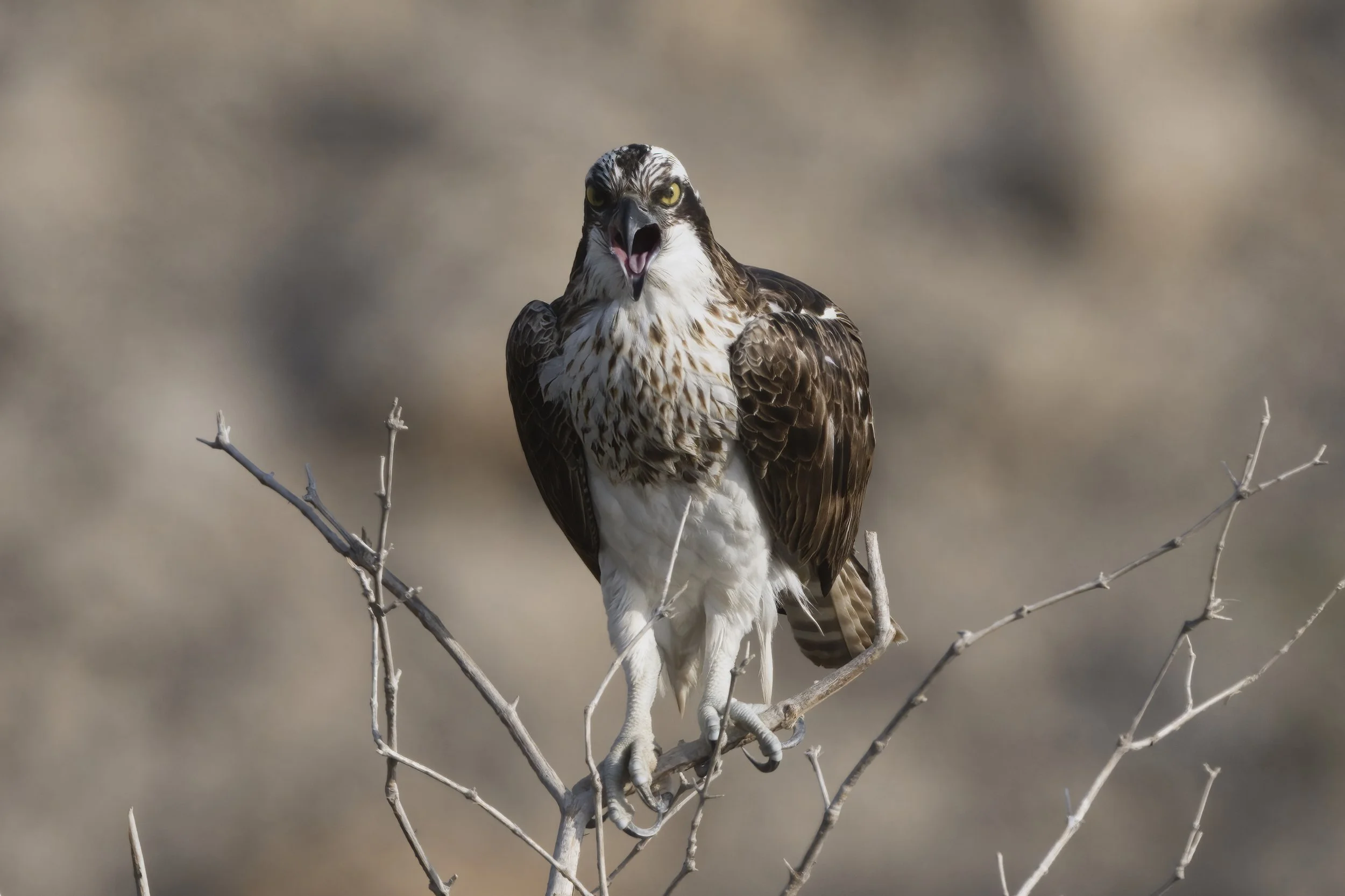 Birds watching trips UAE