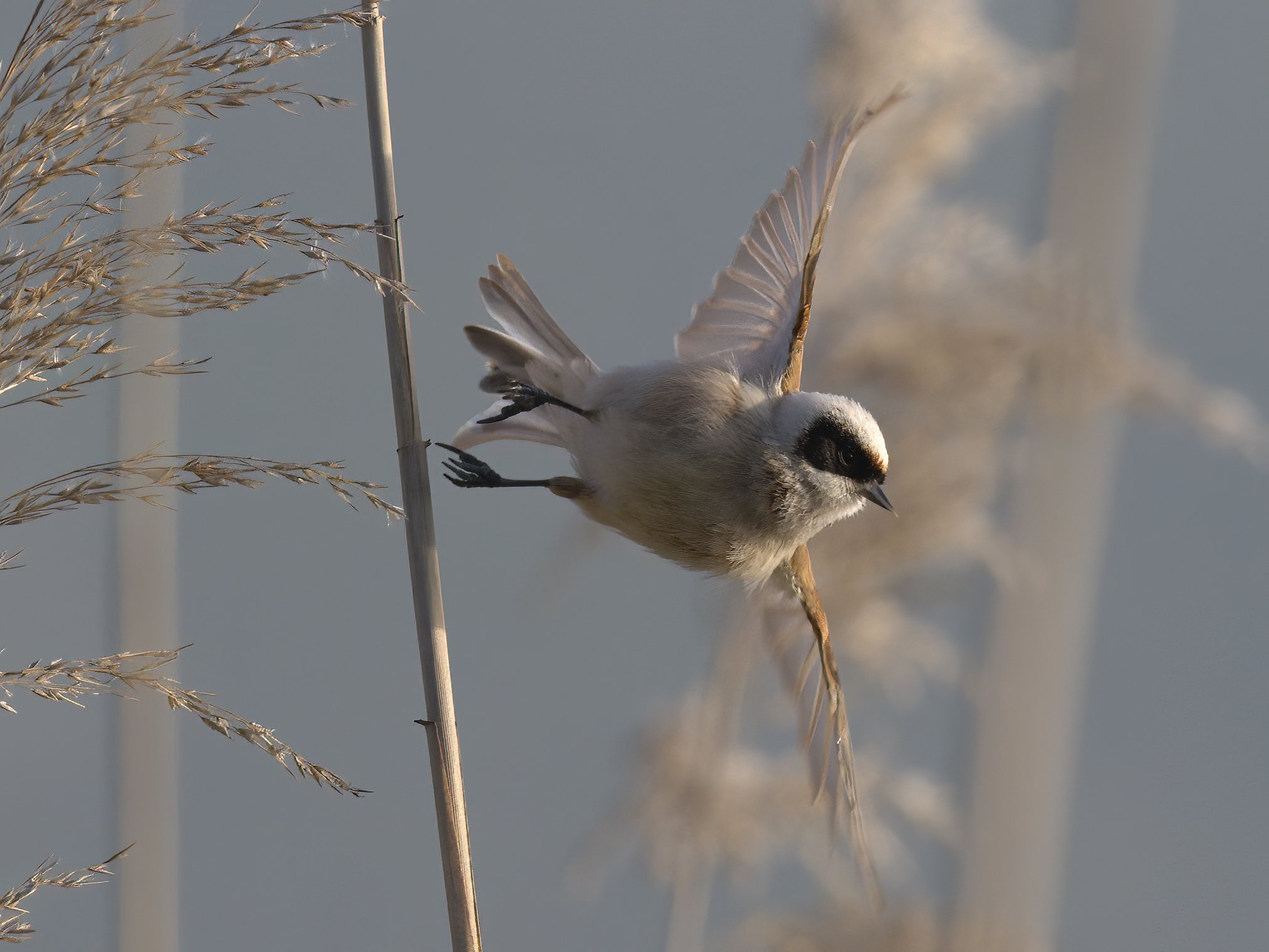 Birds in flight