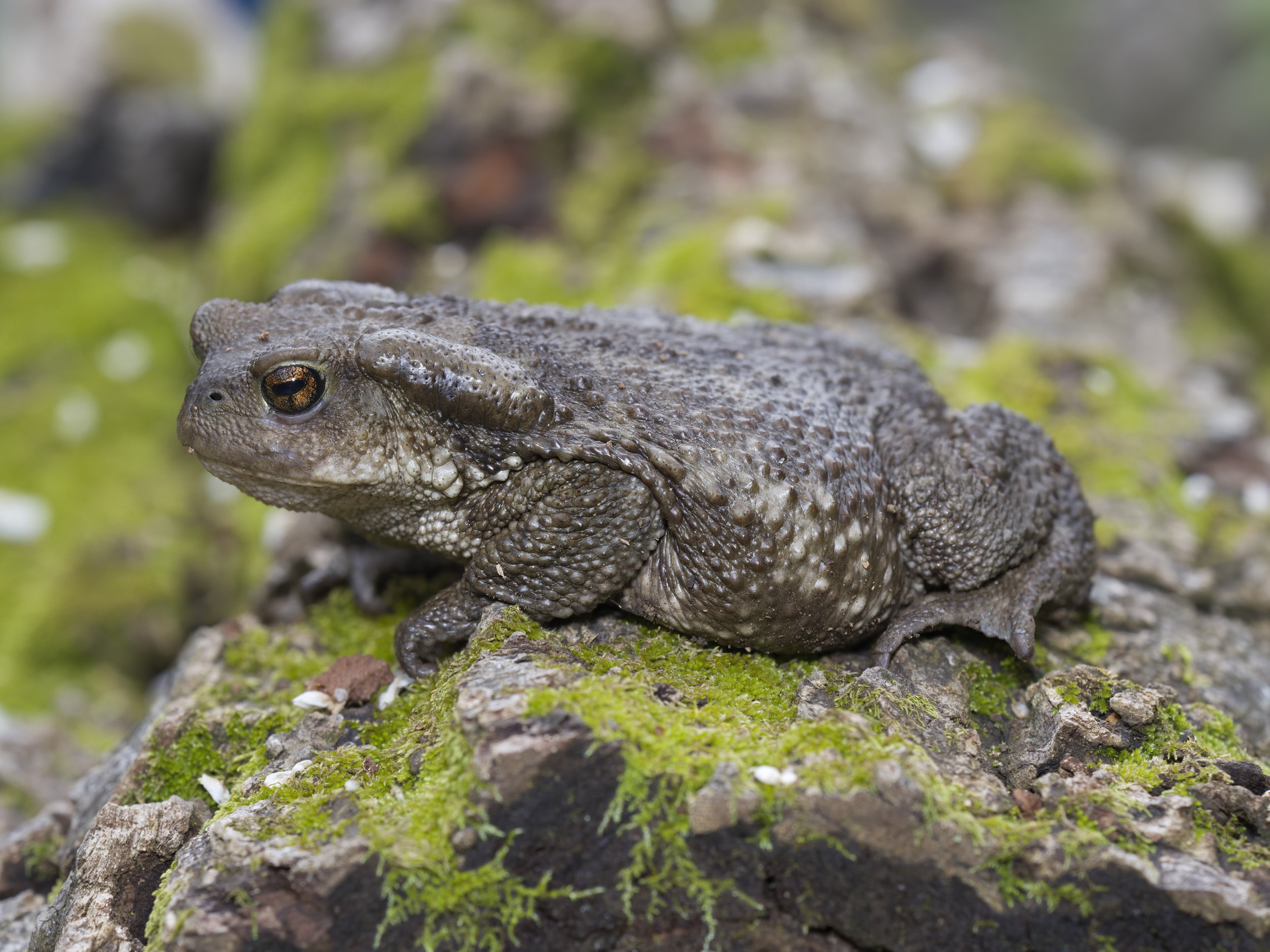 Toads Reptiles