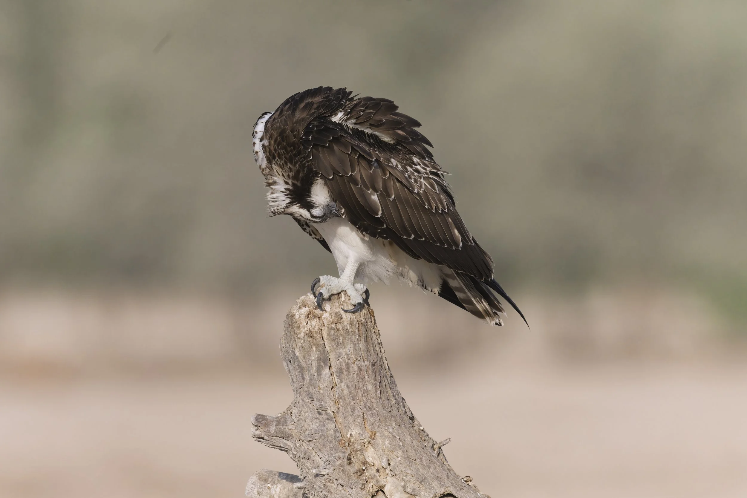 Osprey Z09_9424.jpeg