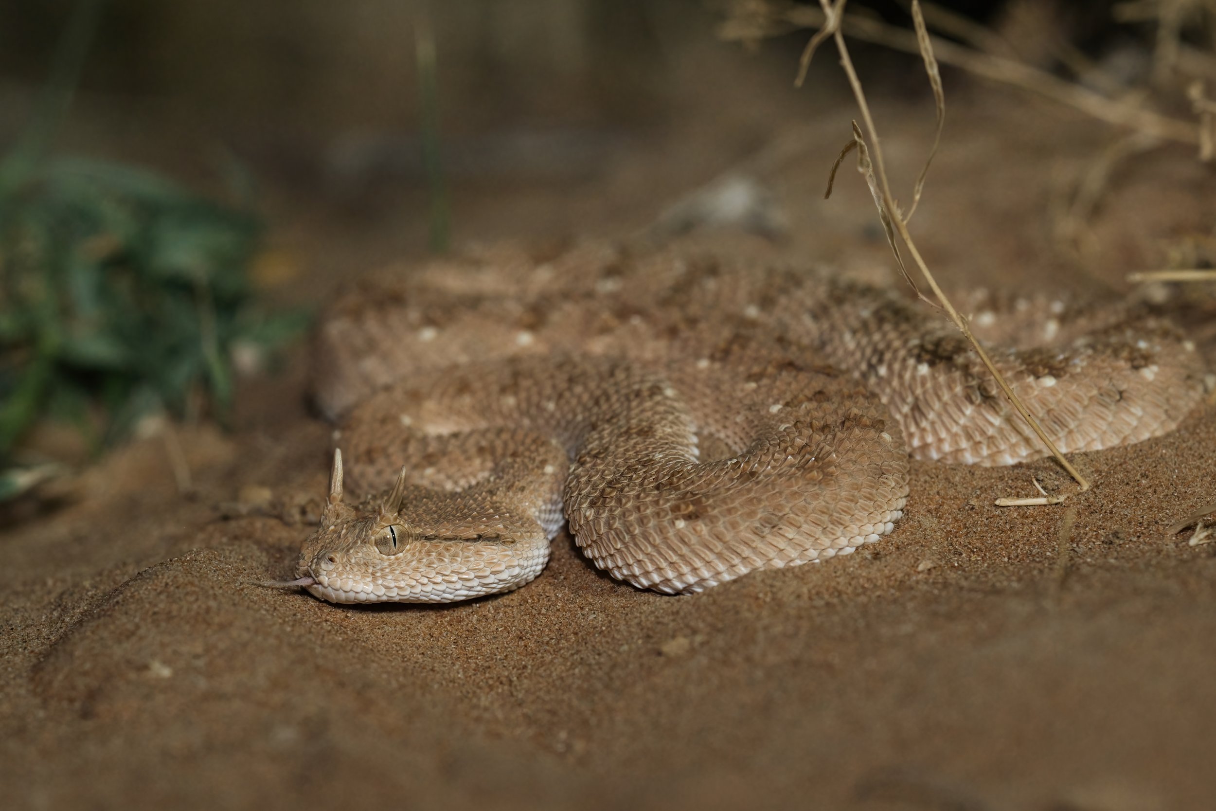 Arabian Horned Viper_Z090605.jpeg