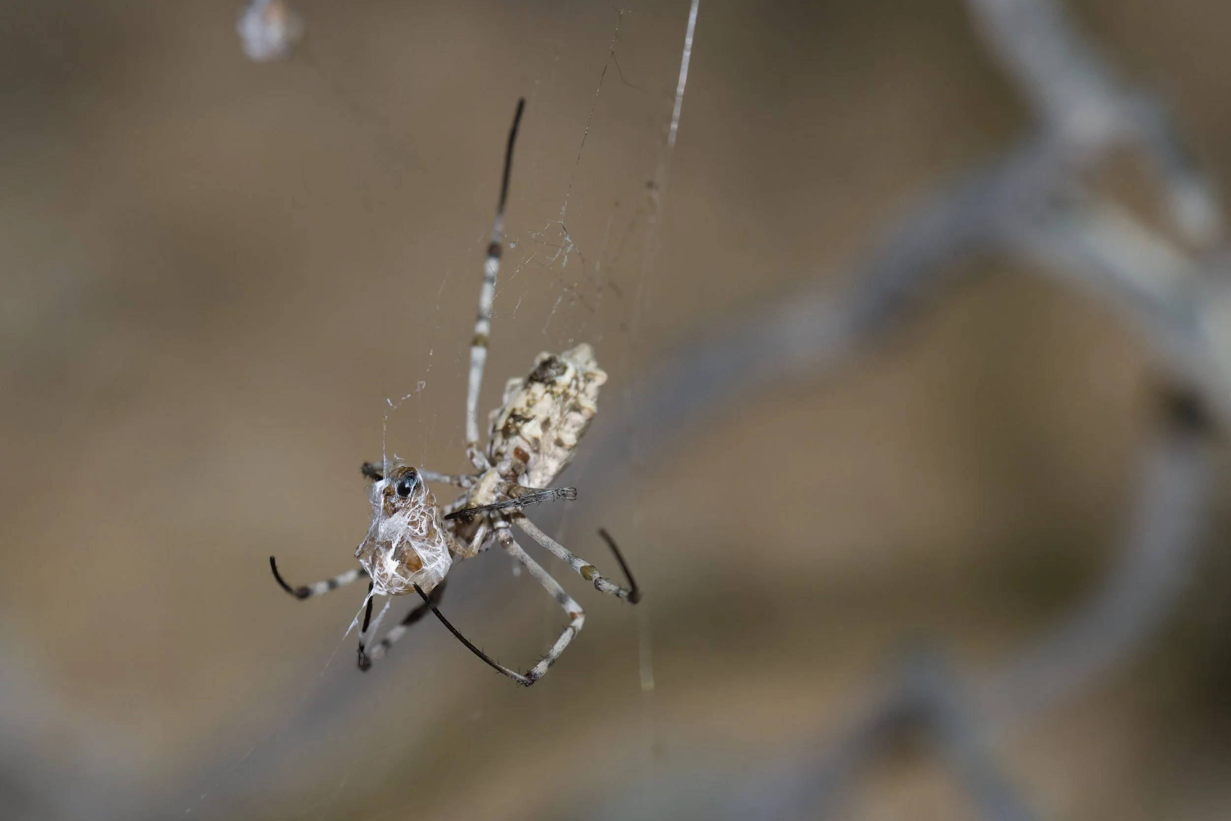 Lobed Argiope | العنكبوت الغازل الفضي | Argiope lobata