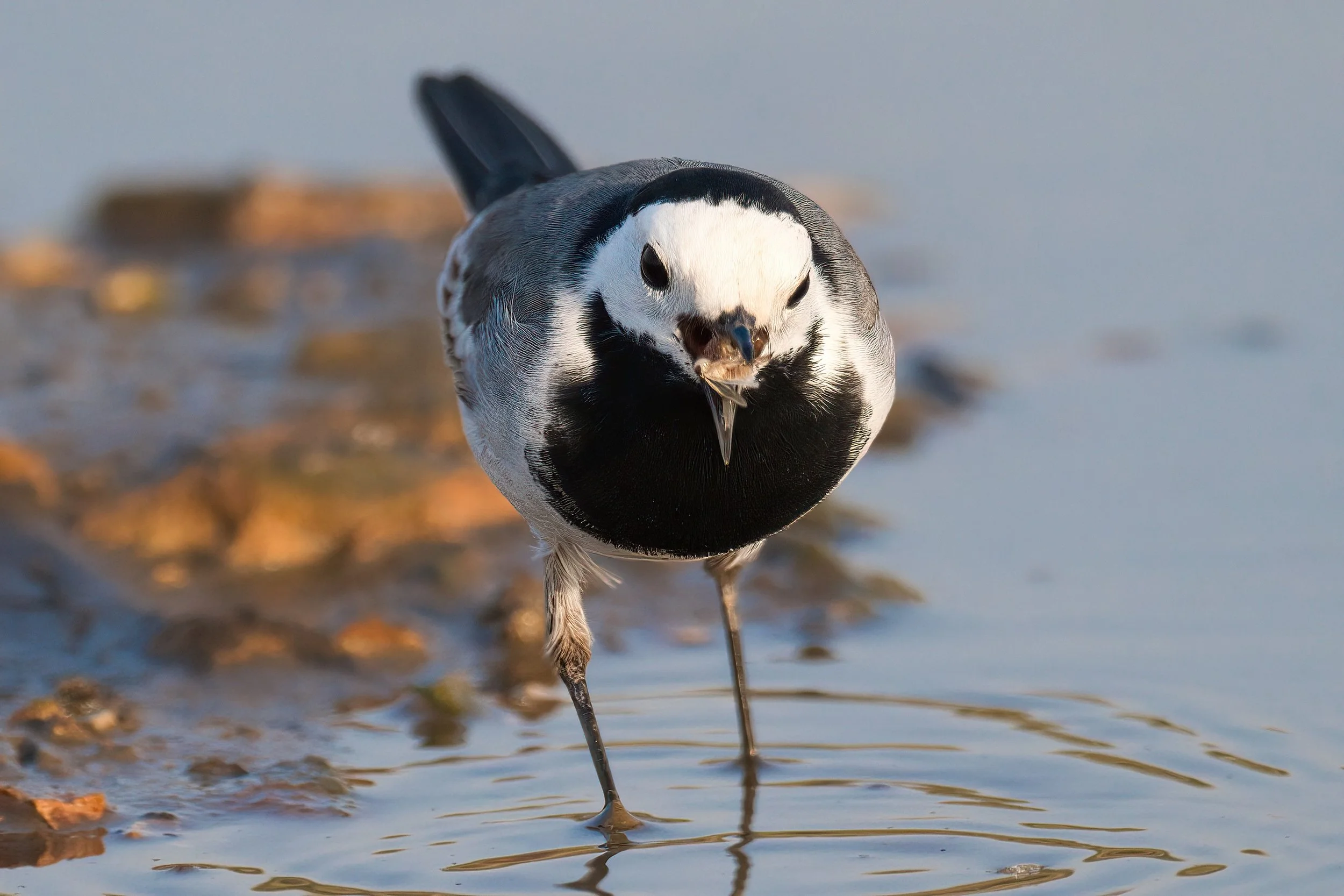 White Wagtail (Motacilla alba)