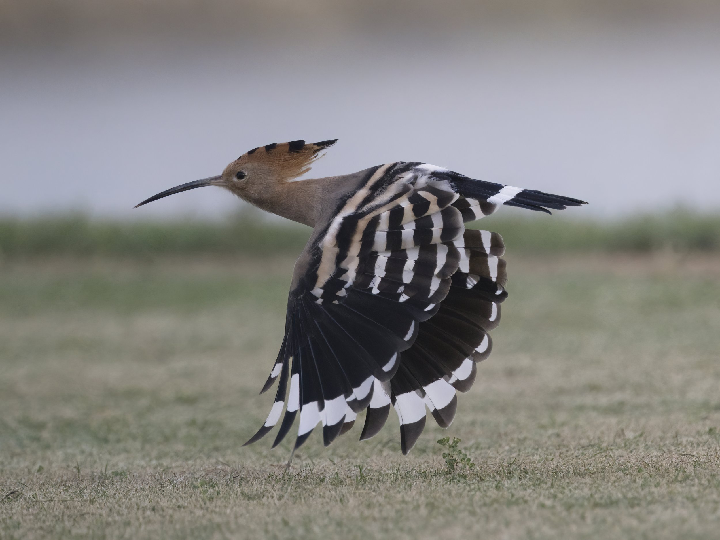 Hoopoe UAE