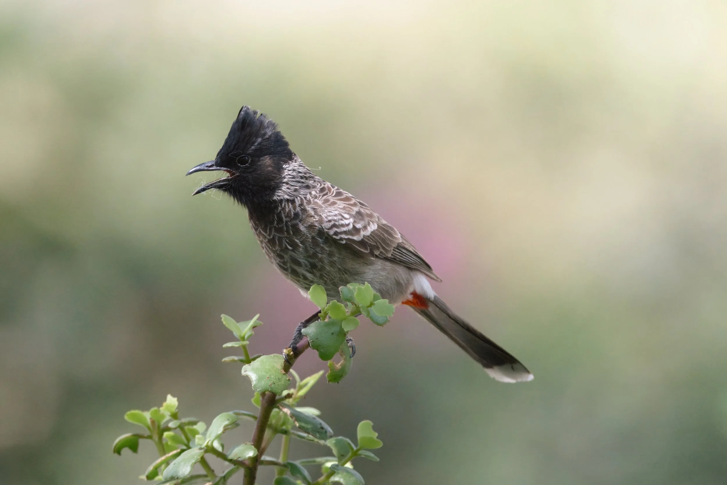 Red-vented Bulbul_Z097610.jpeg