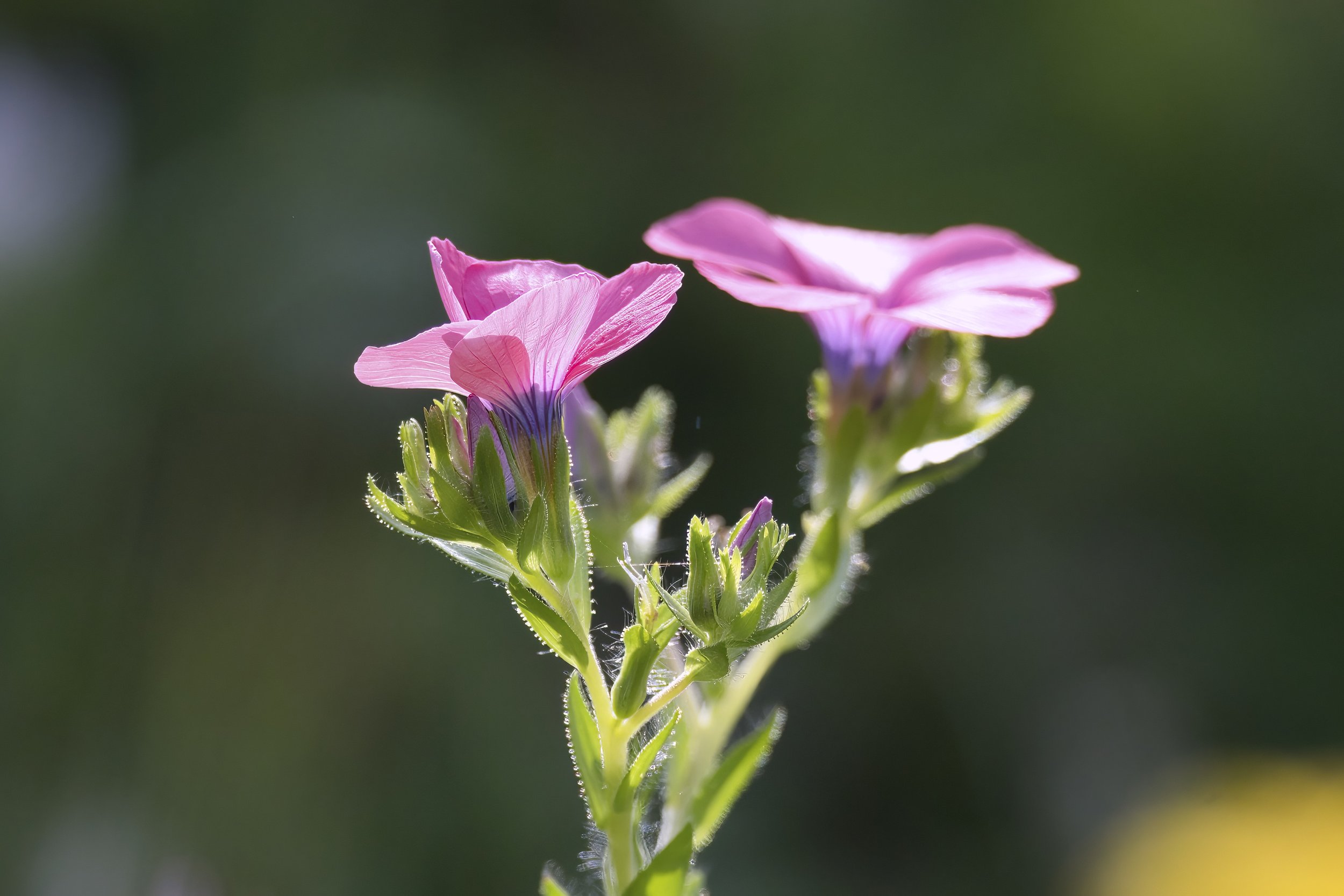 Flower Photo Lebanon