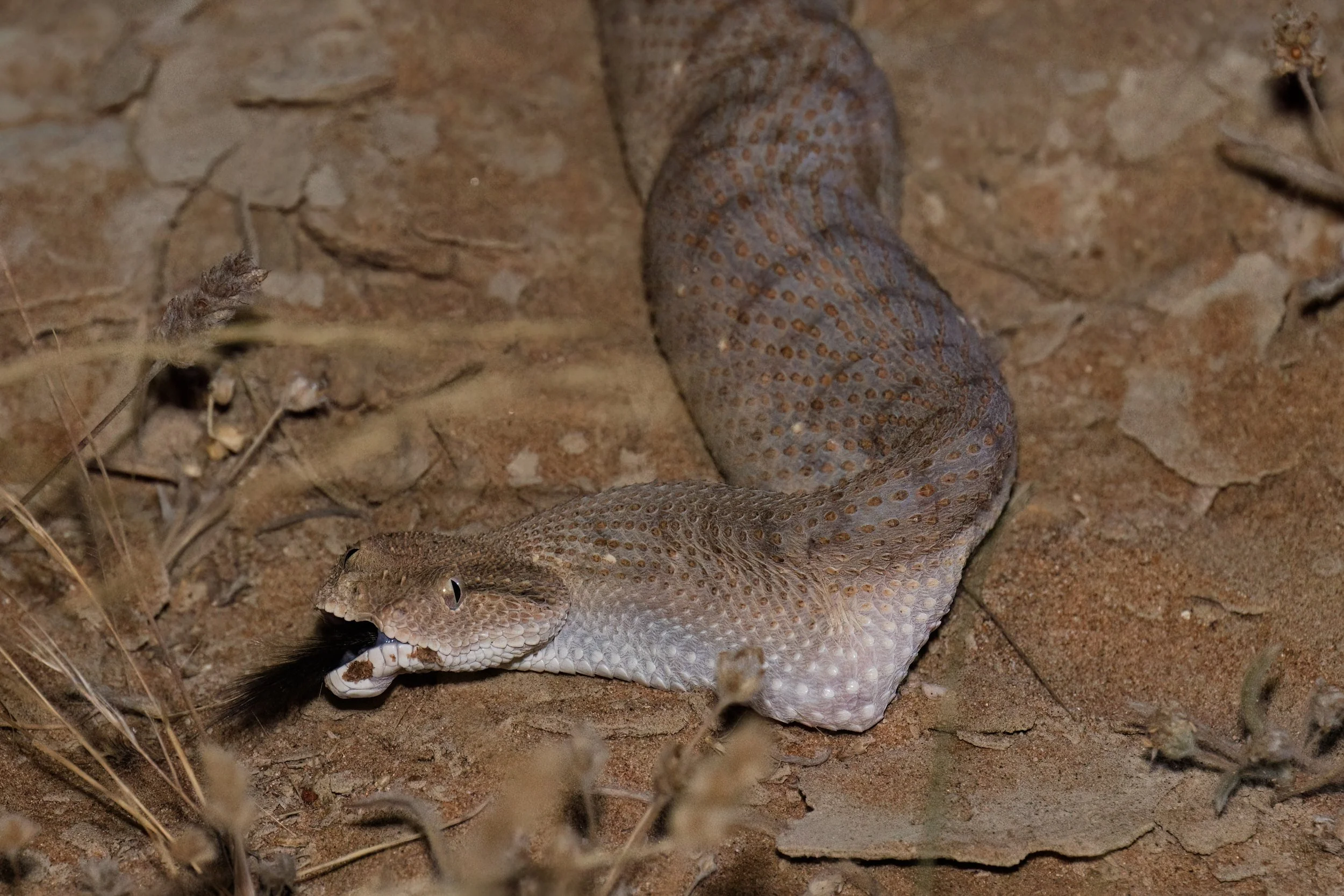 Arabian Horned Viper_Z090788.jpeg