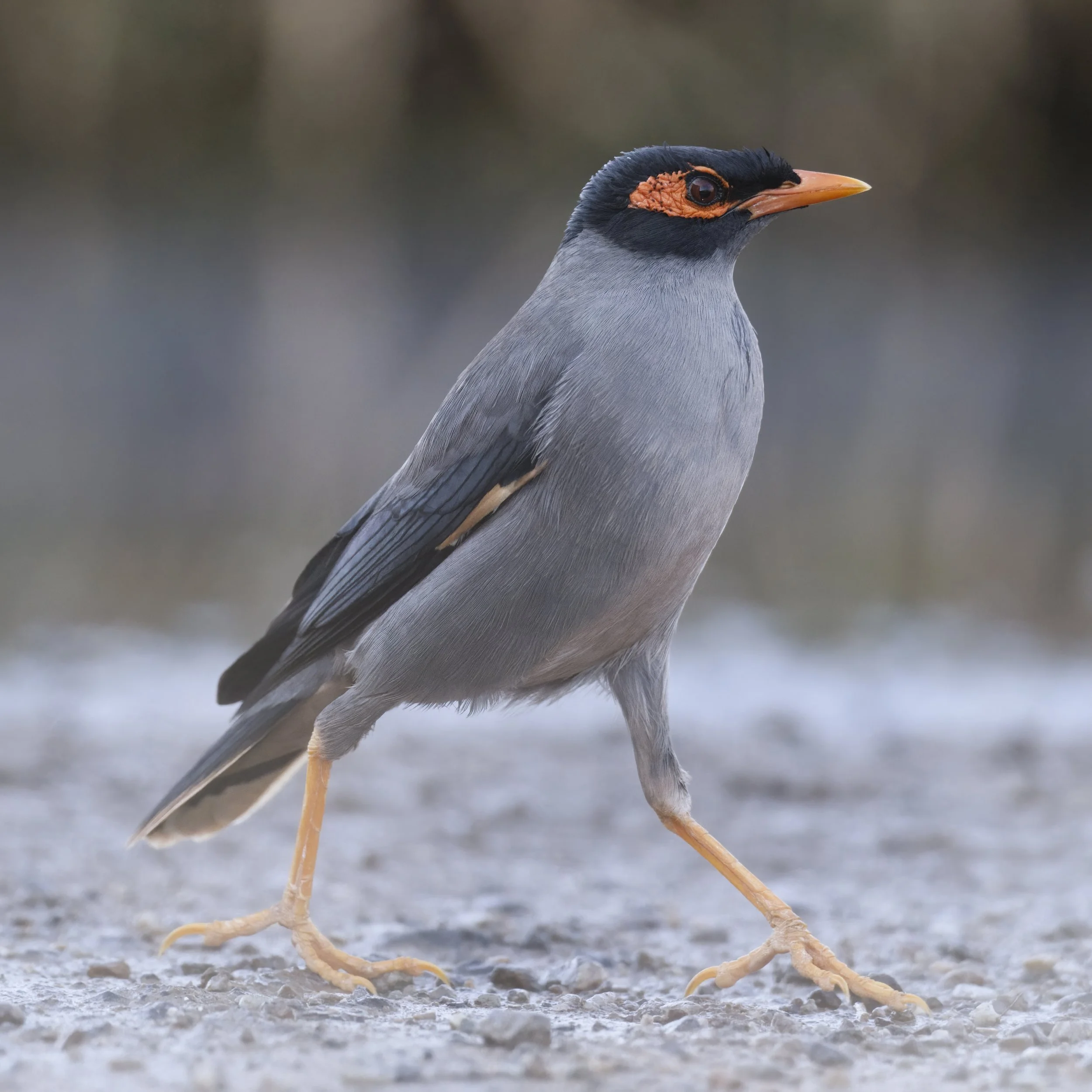 Bank Myna (Acridotheres ginginianus)