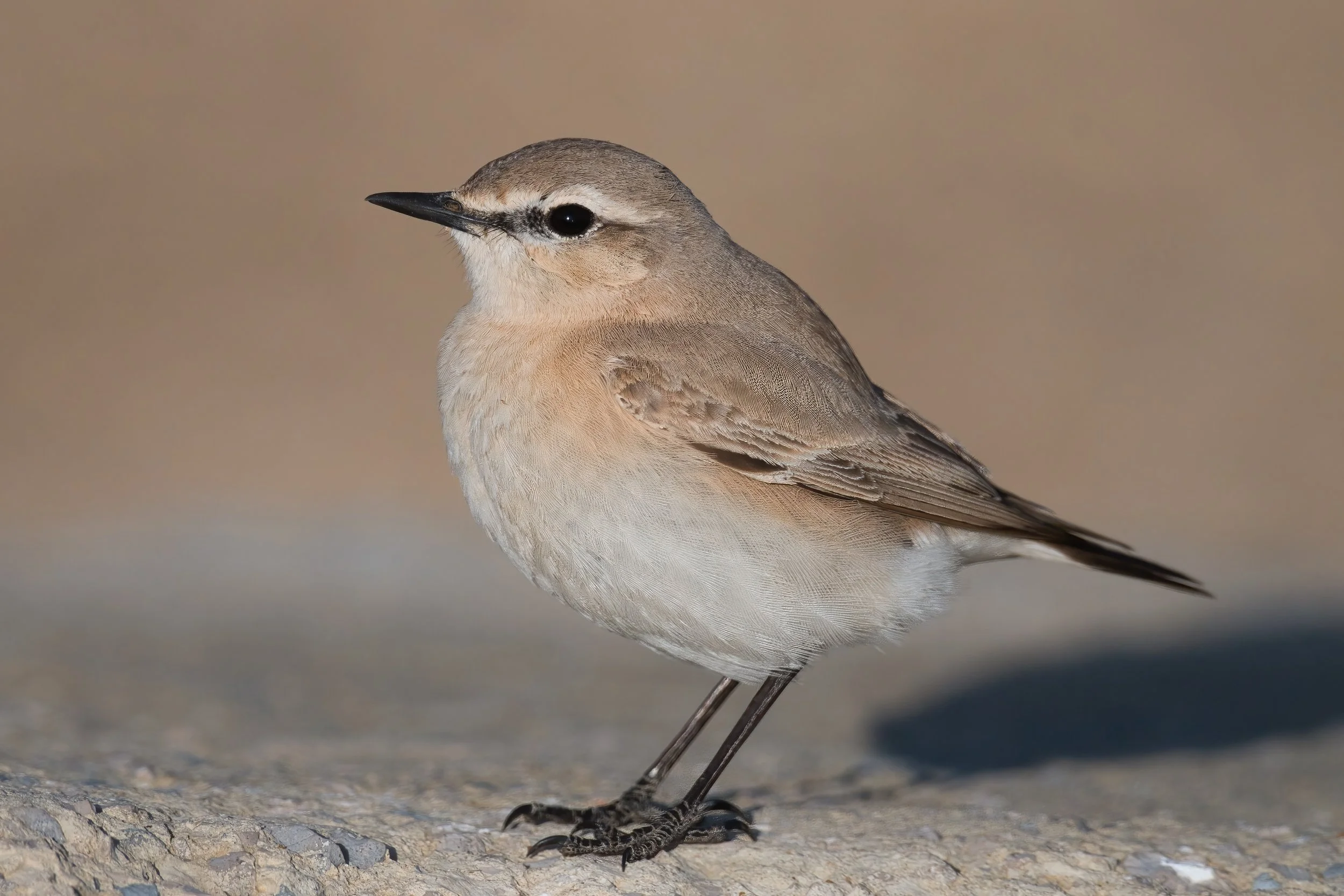Isabelline Wheatear, Lebanon Batroun 16-Mar