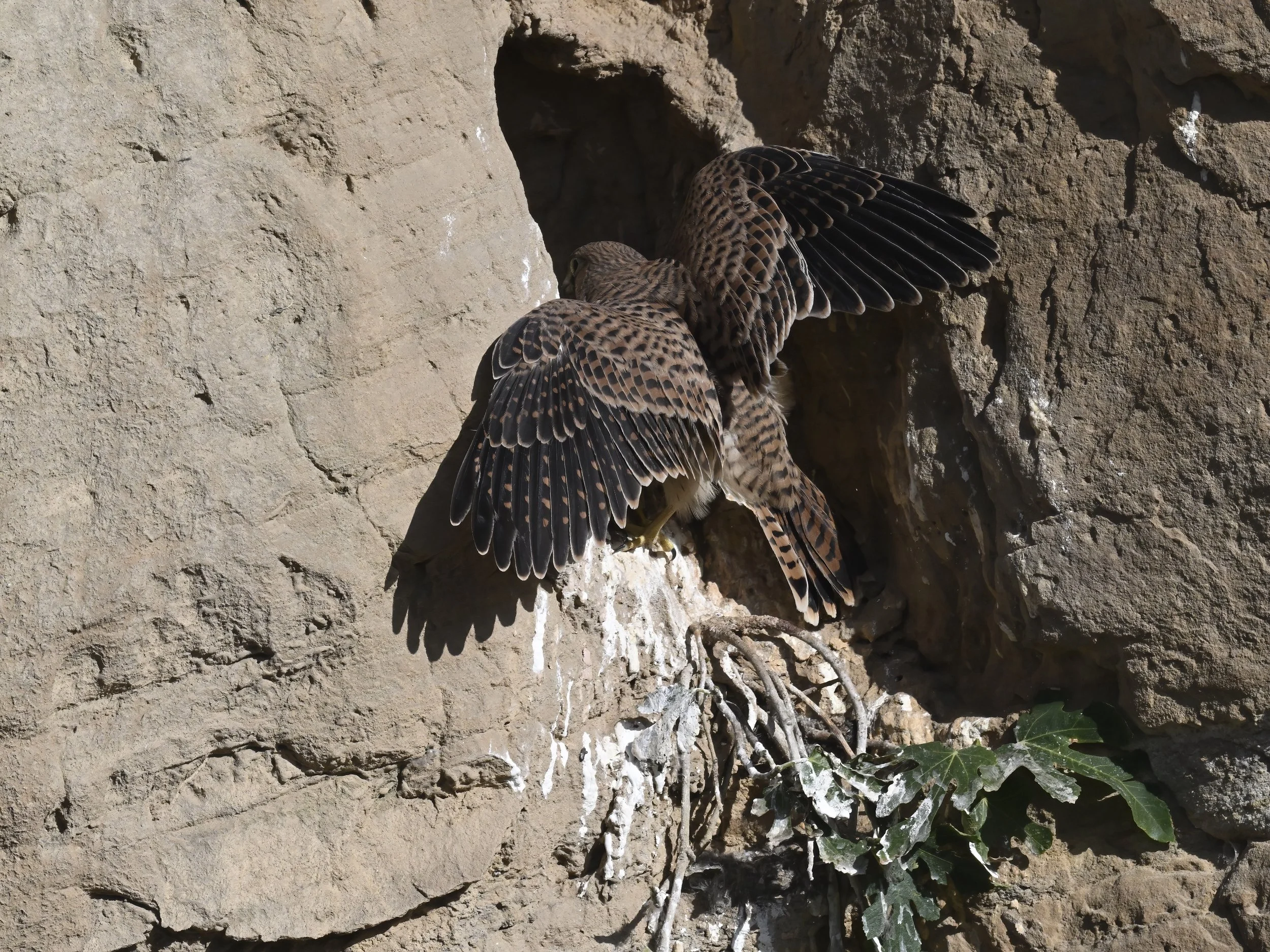 Birds of prey fledging