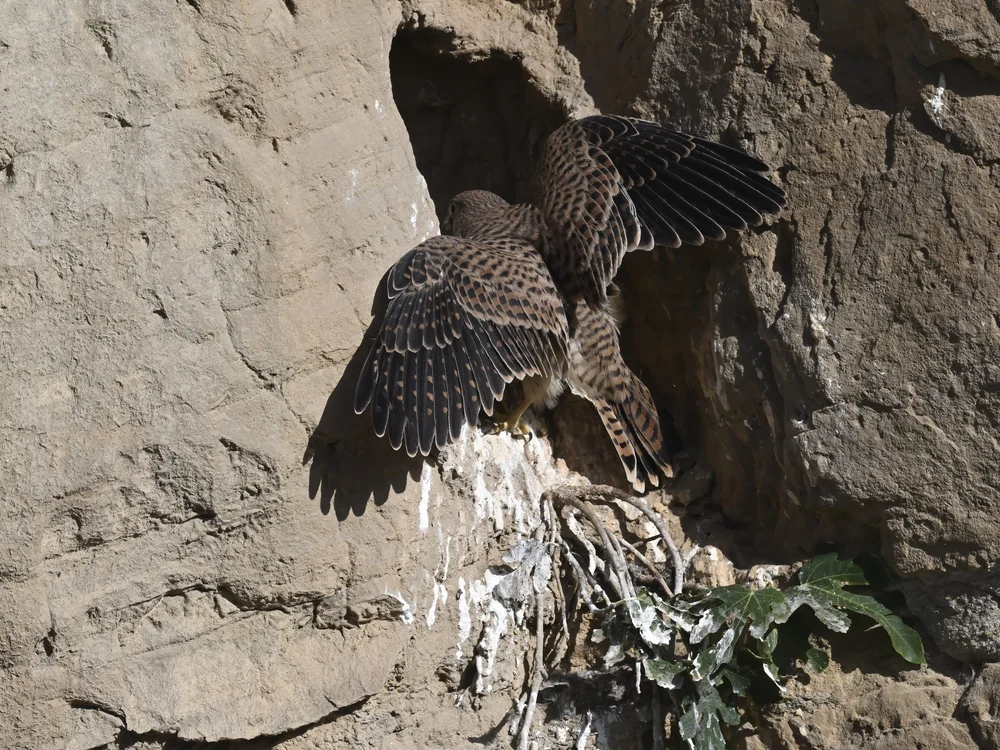 Eurasian Kestrel — The Fallen One Back to The Nest