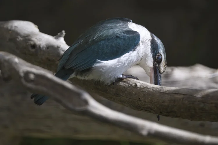 Arabian Collared Kingfisher, UAE