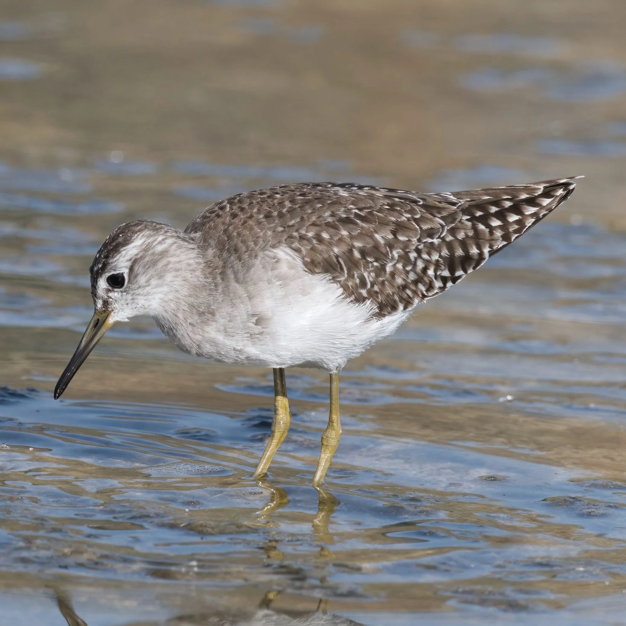 Wood Sandpiper \ Tringa glareola
