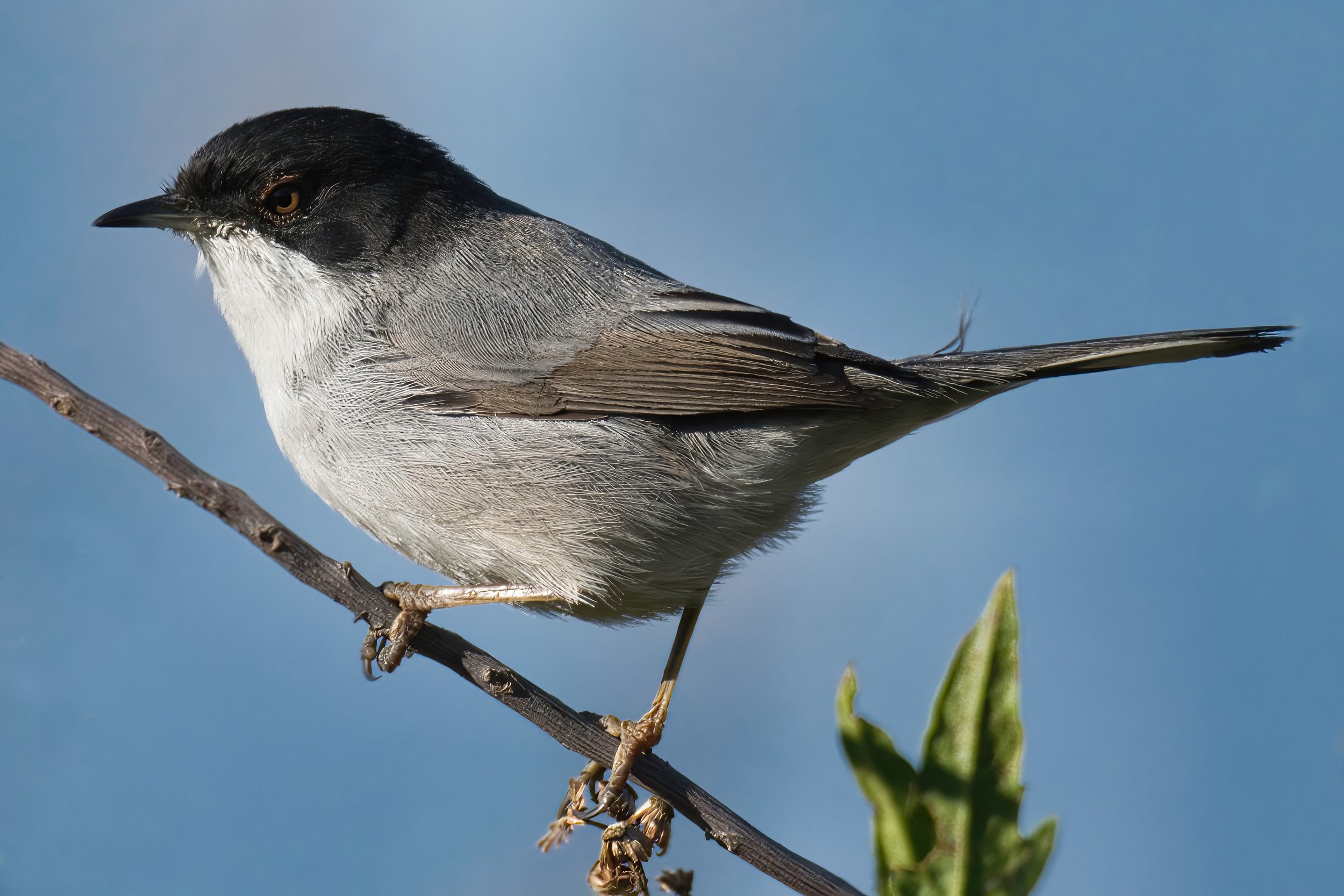Sardinian Warbler - Lebanon Lebanon