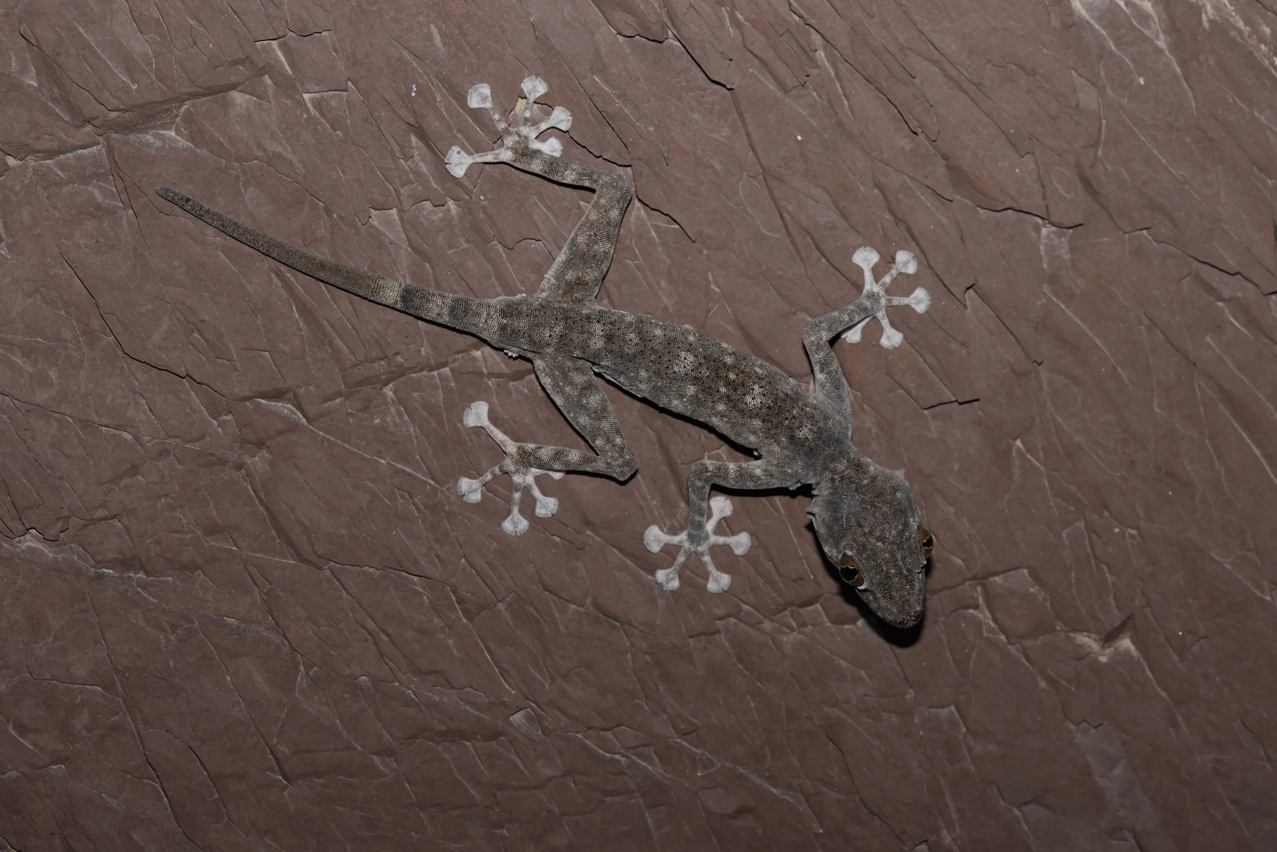 Orlov’s Fan-footed Gecko \ Ptyodactylus orlovi