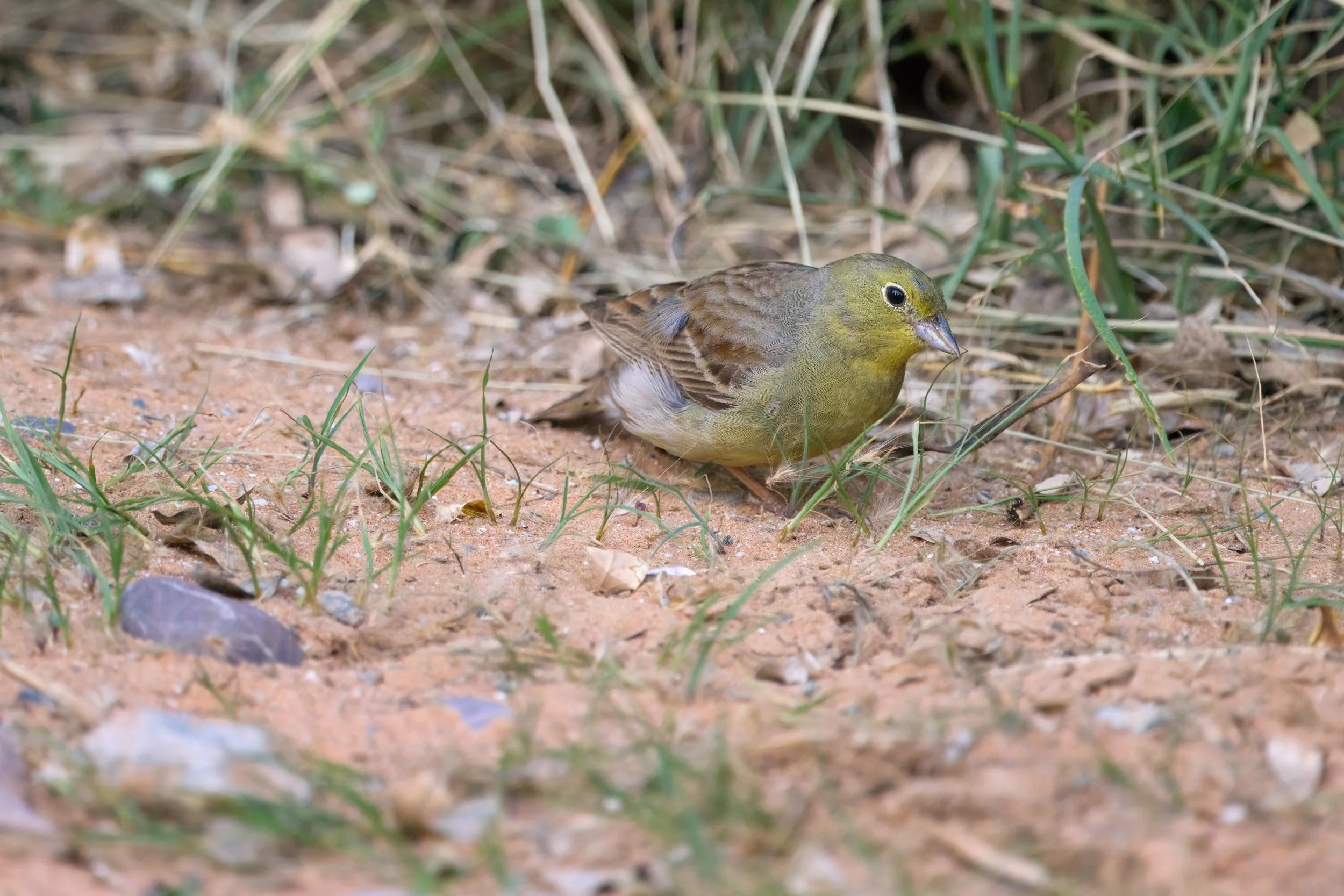 Cinereous Bunting | بلبل الشعير السوري | Emberiza cineracea