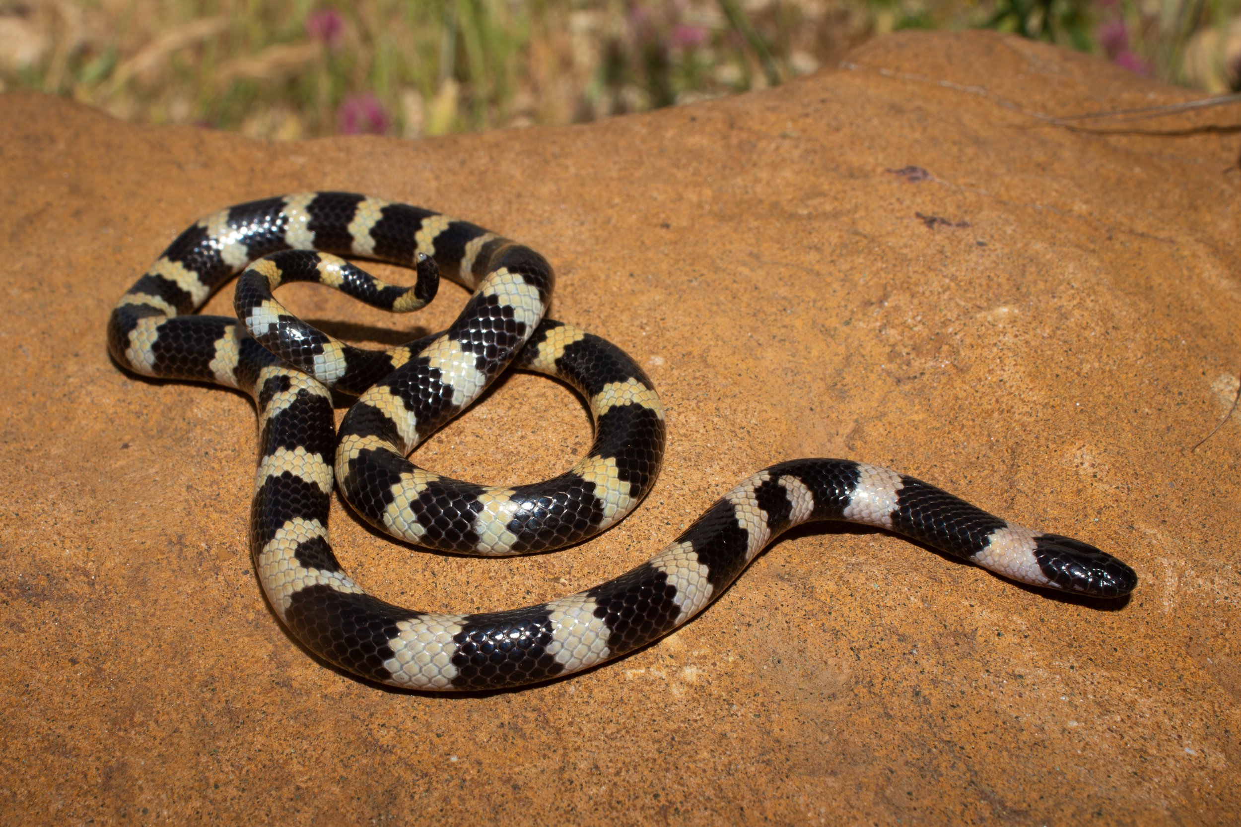 Photo credit: Shady Akl