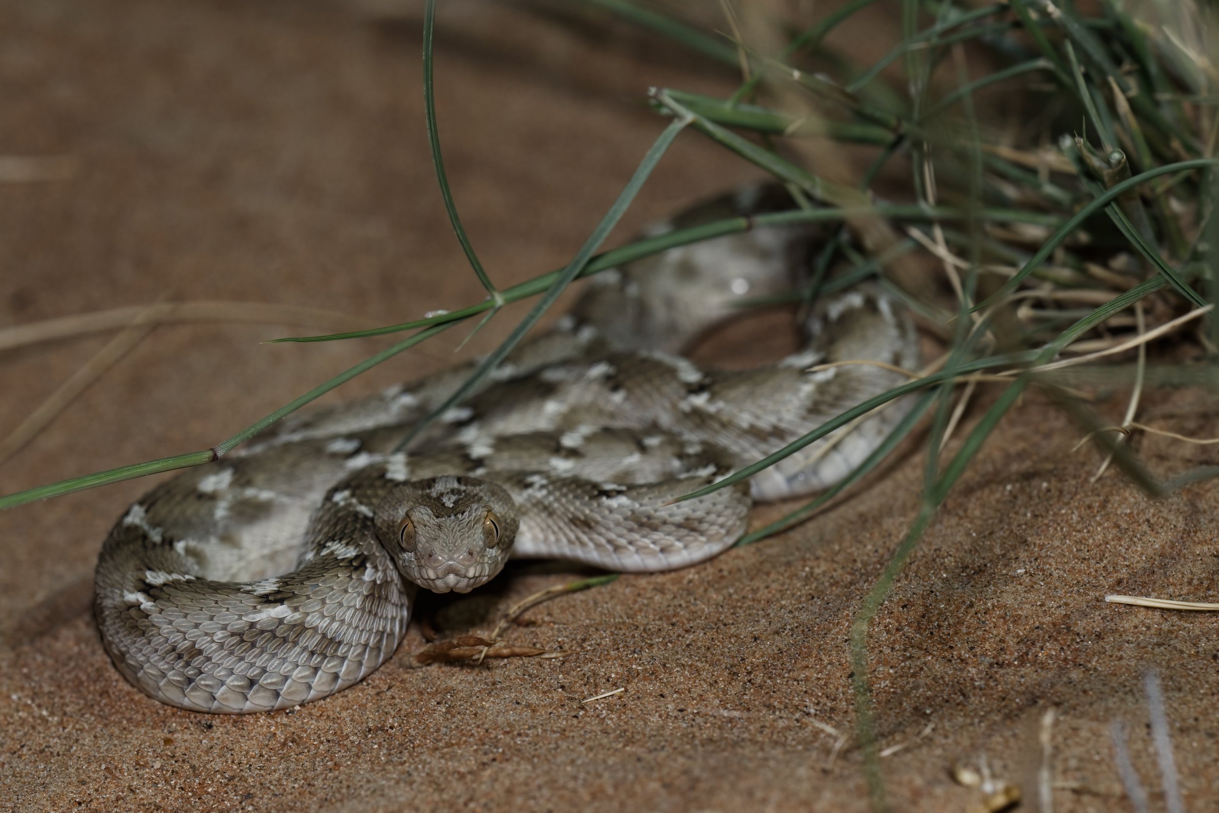 A rattlesnake coiled on sandy ground blending with sparse grass and dirt.