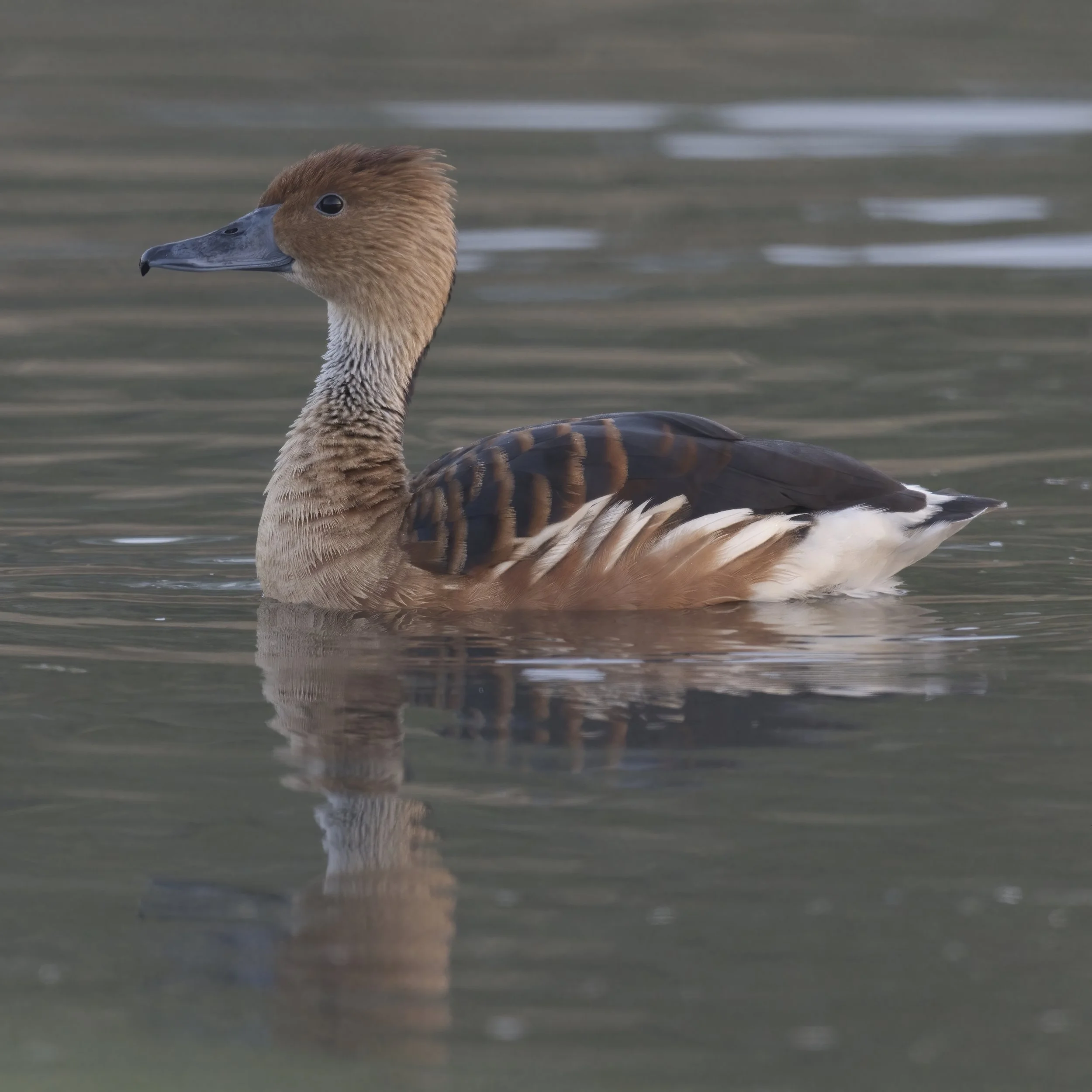 Fulvous Whistling-duck (Dendrocygna bicolor)