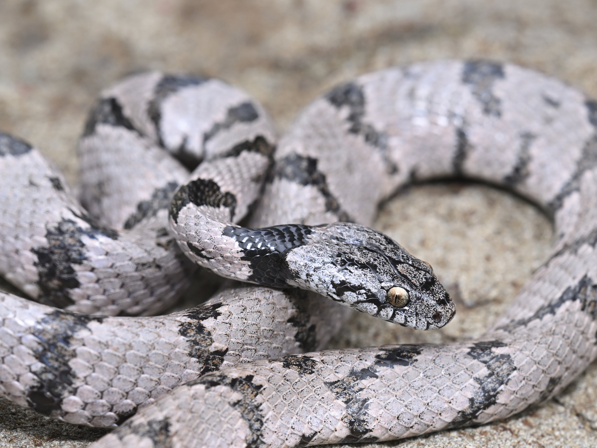 Mediterranean Cat Snake (Telescopus fallax syriacus)