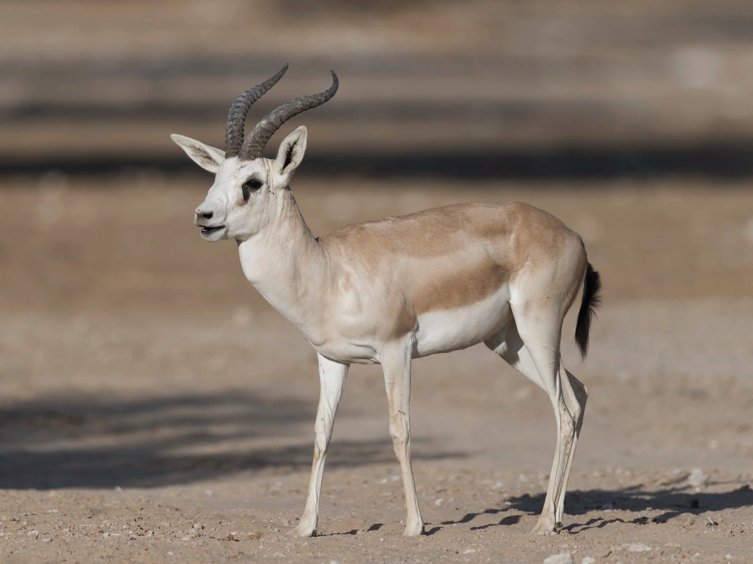 Arabian Sand Gazelle in sandy desert habitat in the UAE.