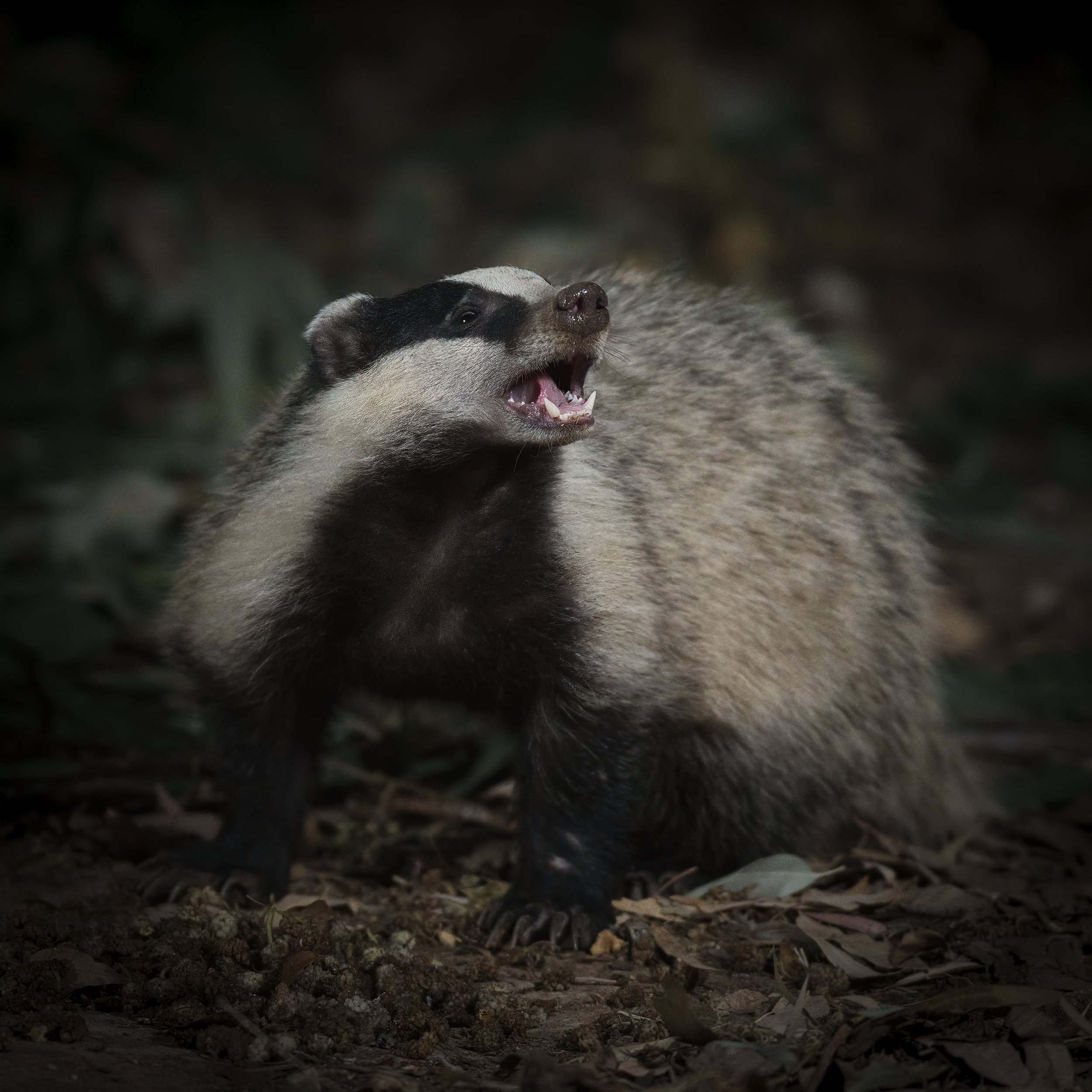 Wildlife Photography Lebanon