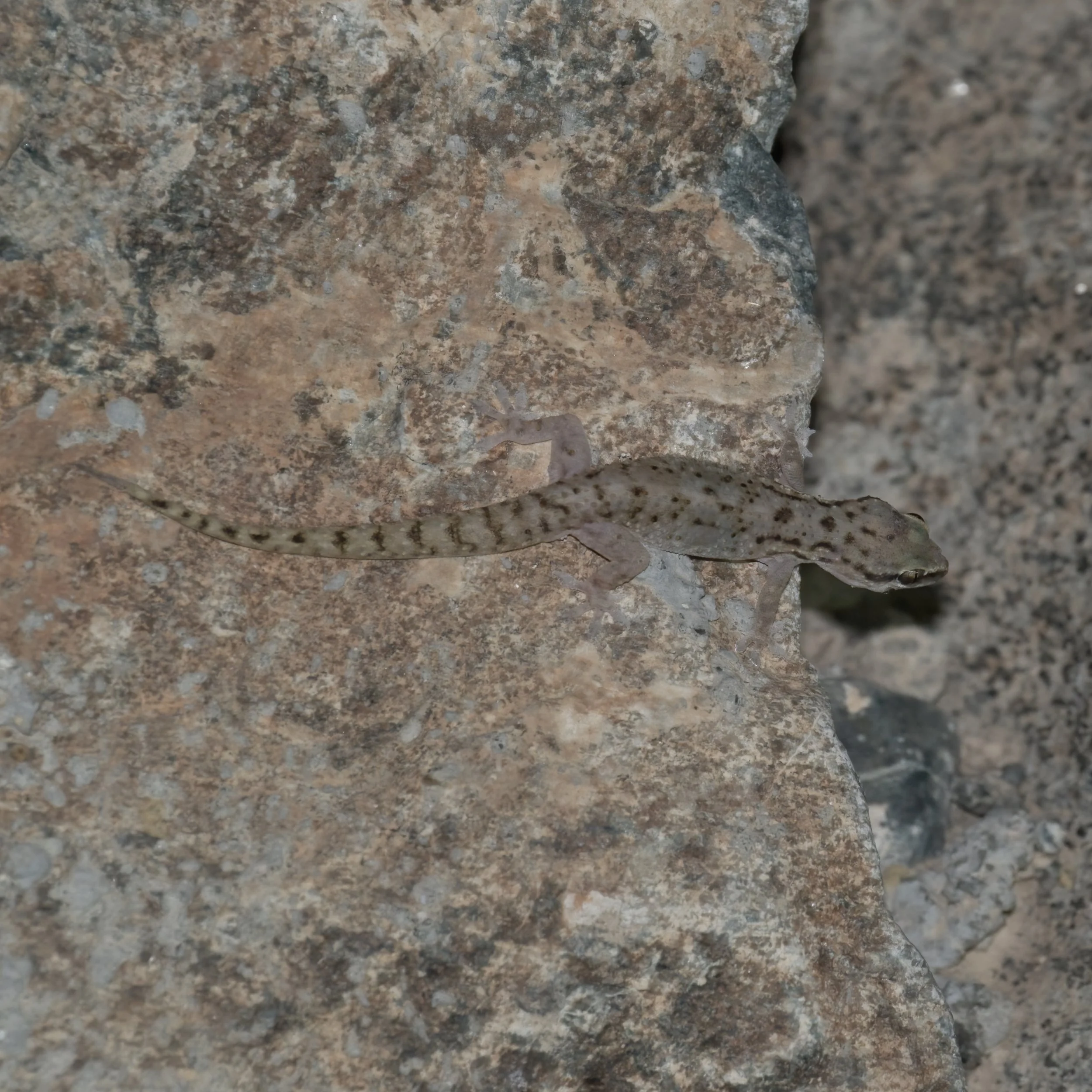 Red Sea House Gecko