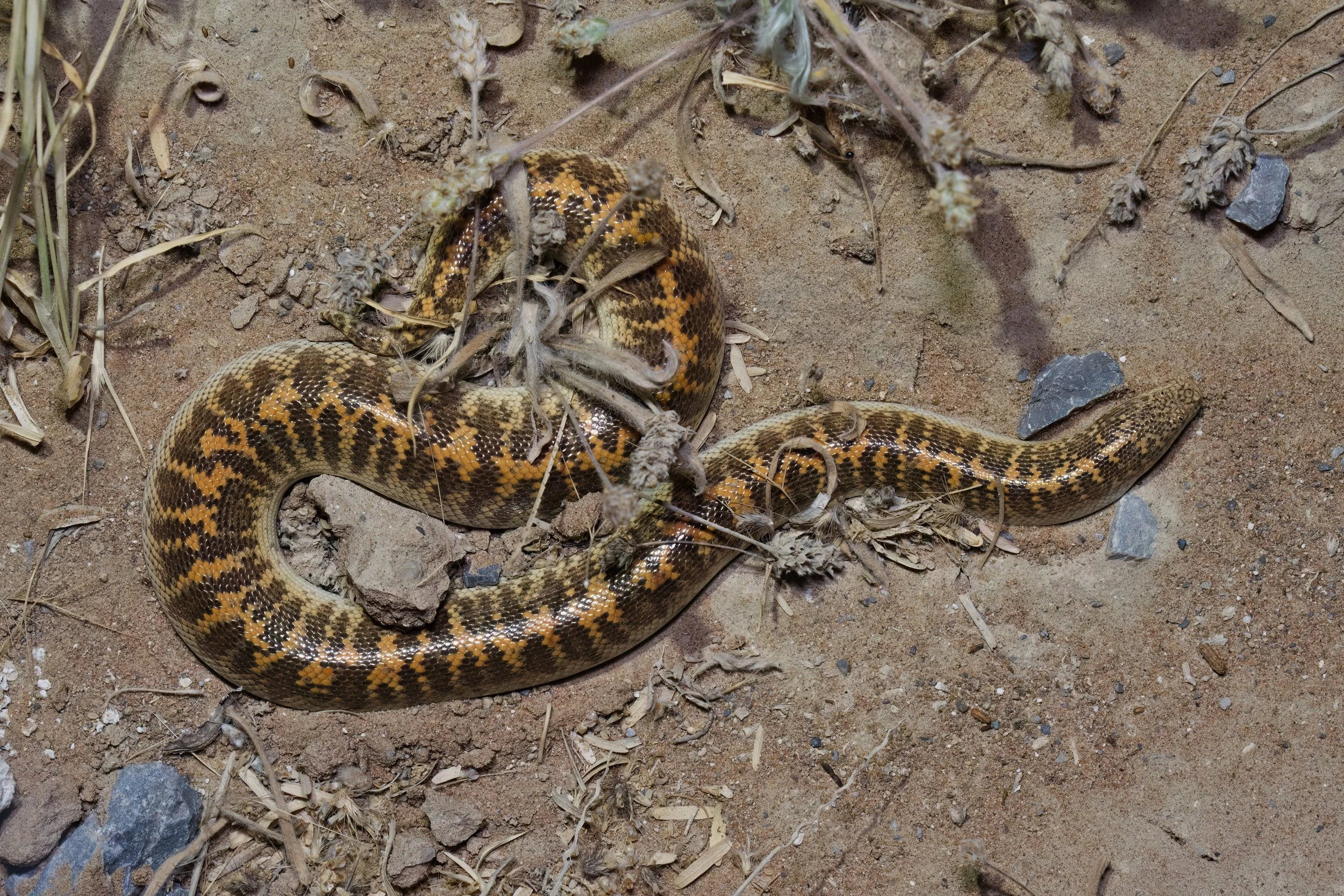 Arabian Sand Boa (Eryx jayakari)