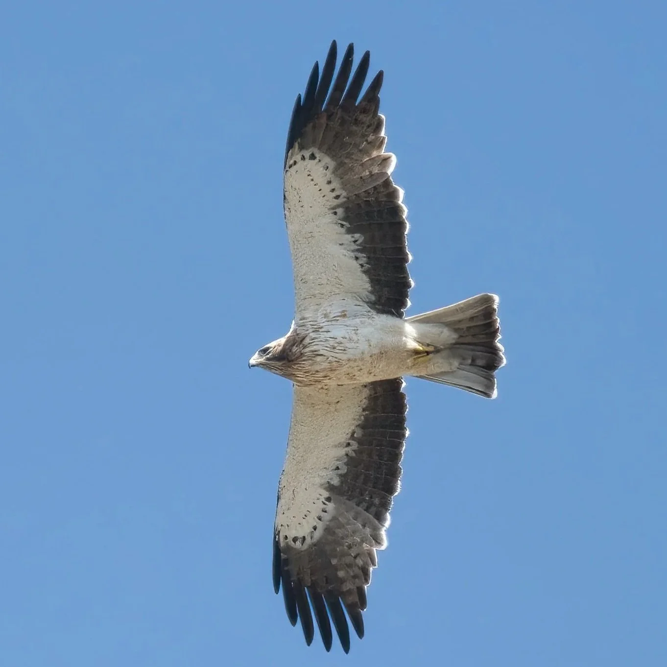 Booted Eagle (Hieraaetus pennatus)
