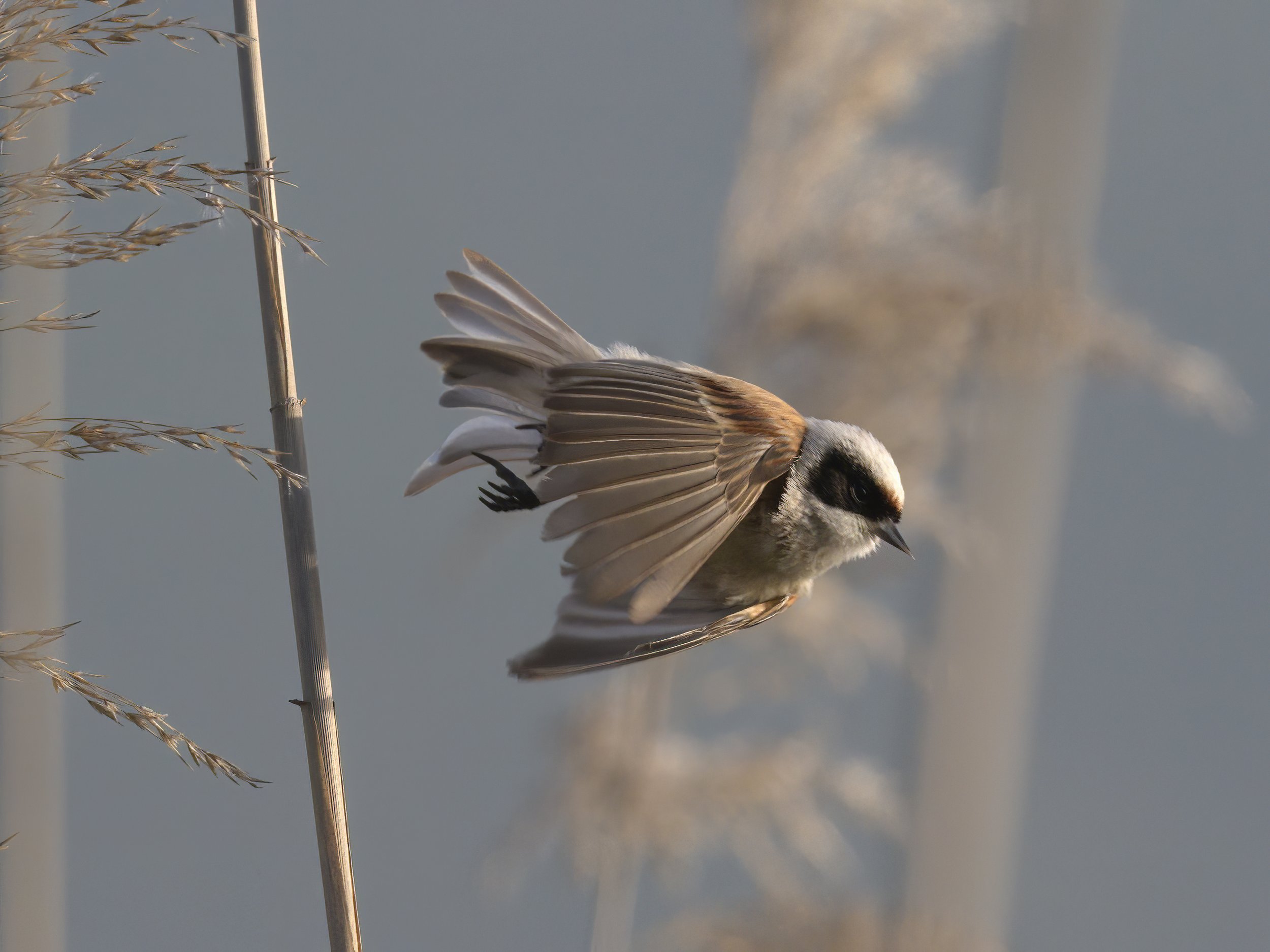 Birds in flight