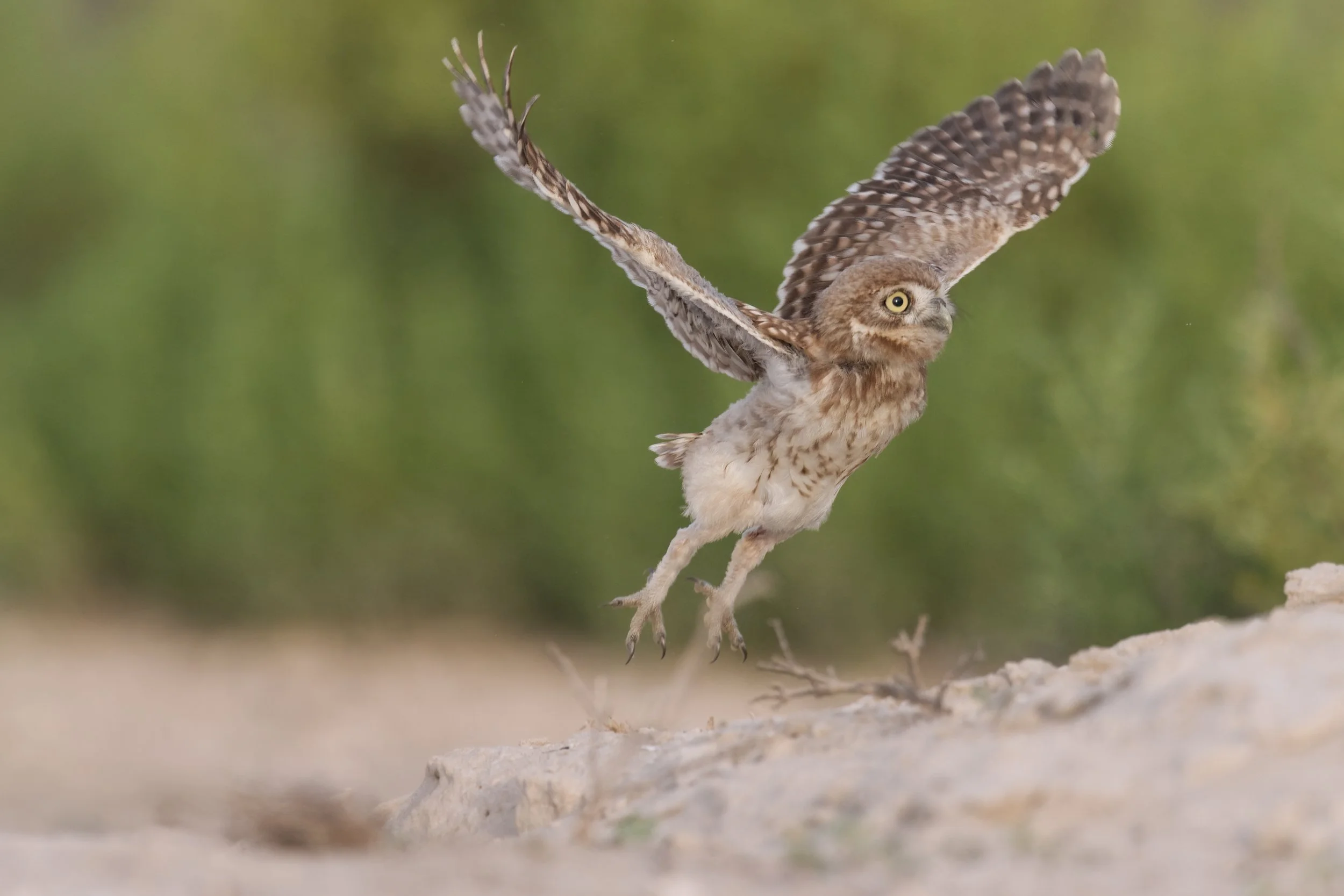 _Z099202 Little Owl.jpeg
