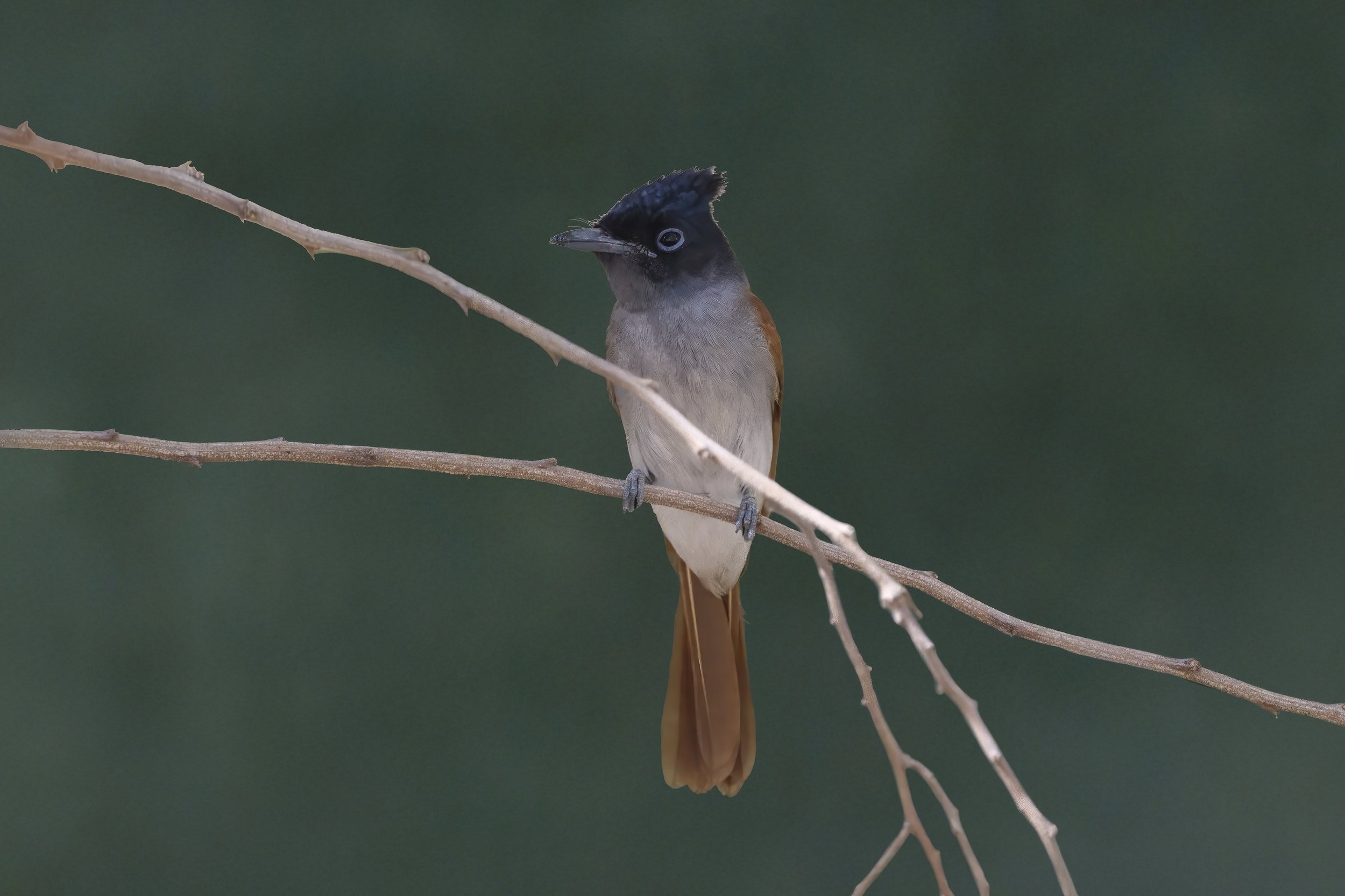 Indian Paradise Flycatcher - UAE UAE