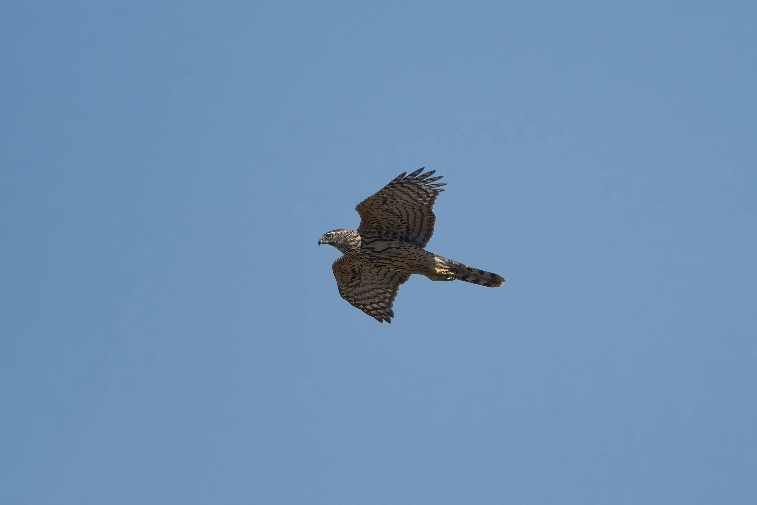 Eurasian Goshawk (Accipiter gentilis)