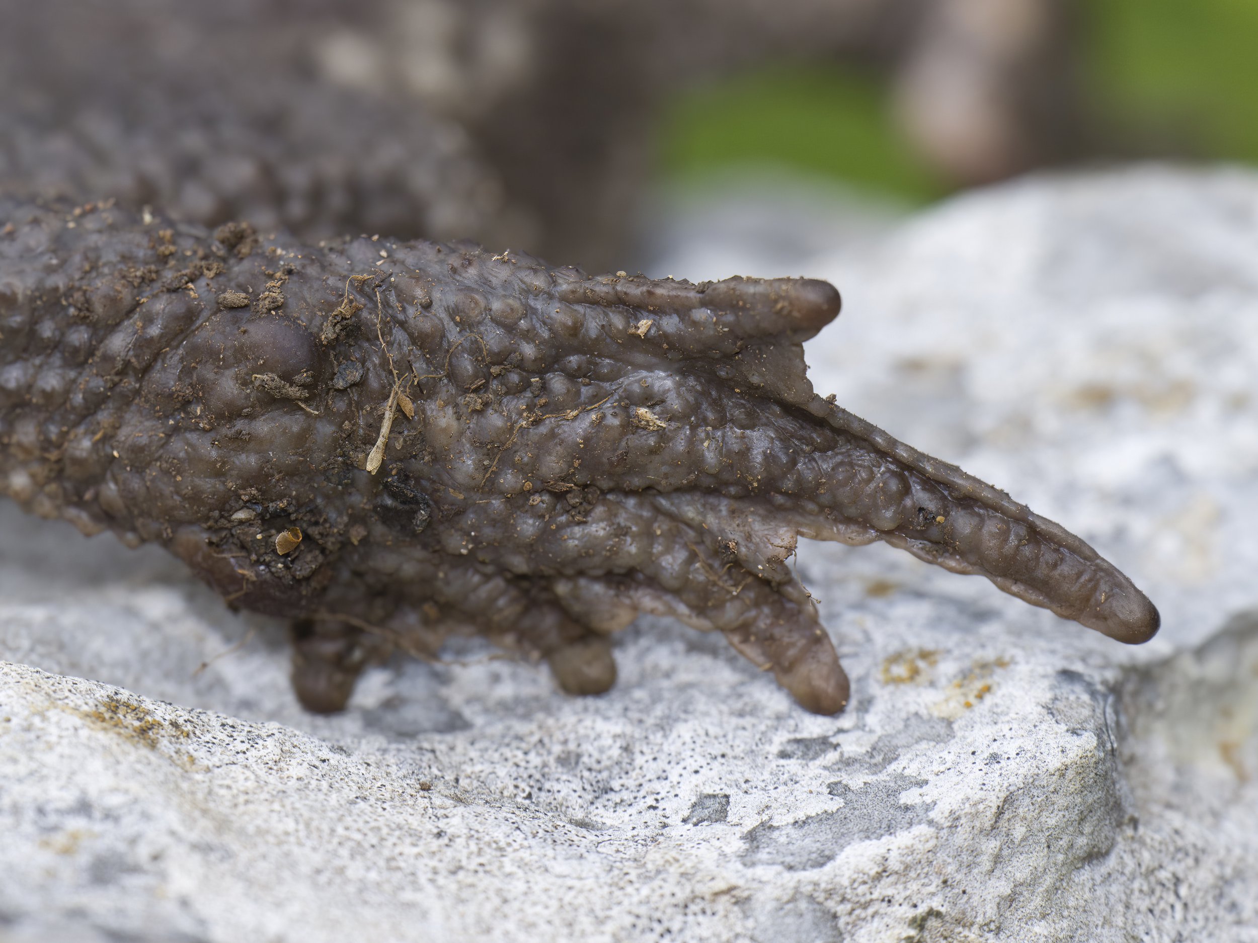 Toads Reptiles