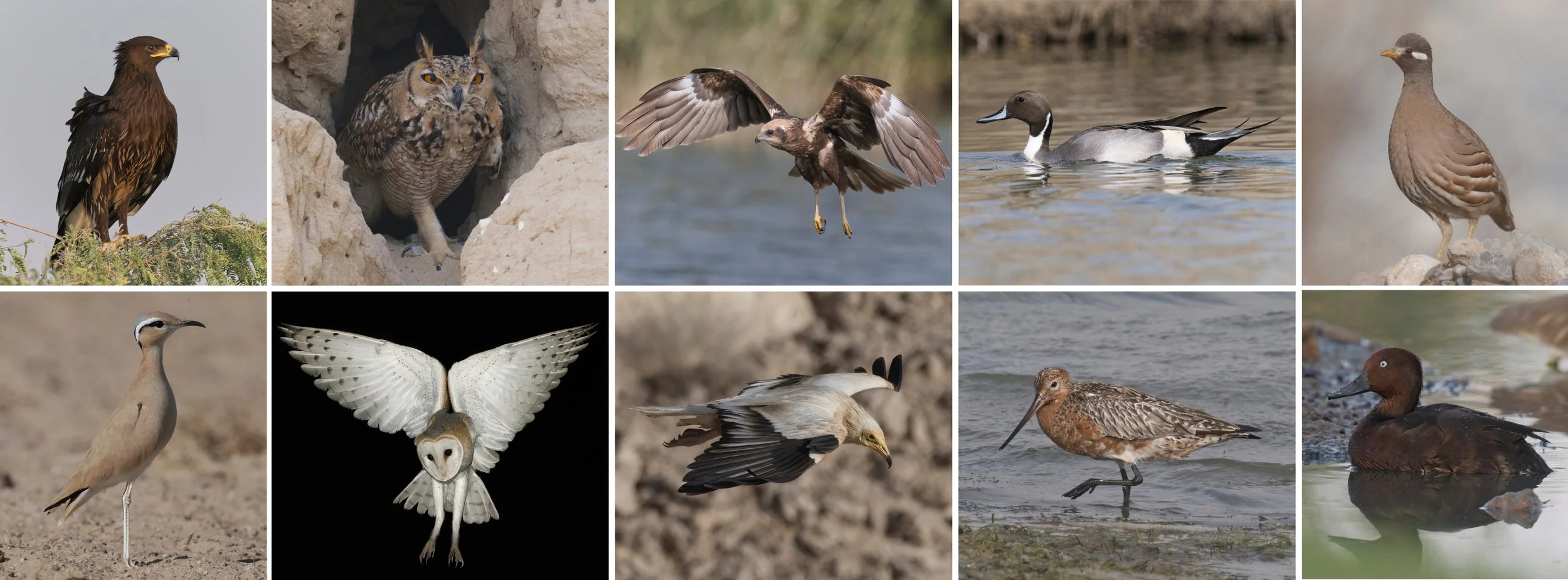 Birds photography United Arab Emirates